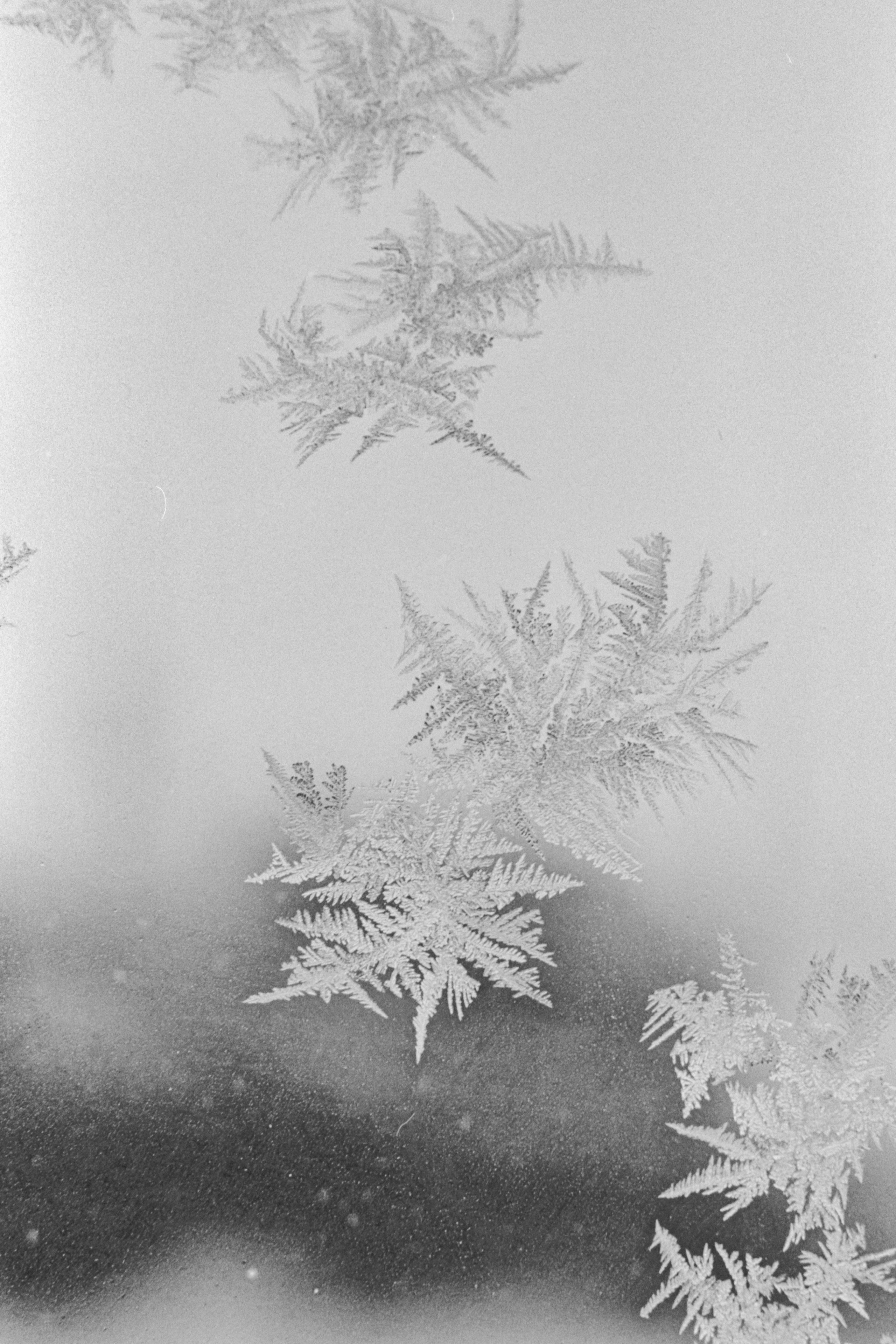 Пленочная история. Дмитрий Пропадалин, Нейрофотография