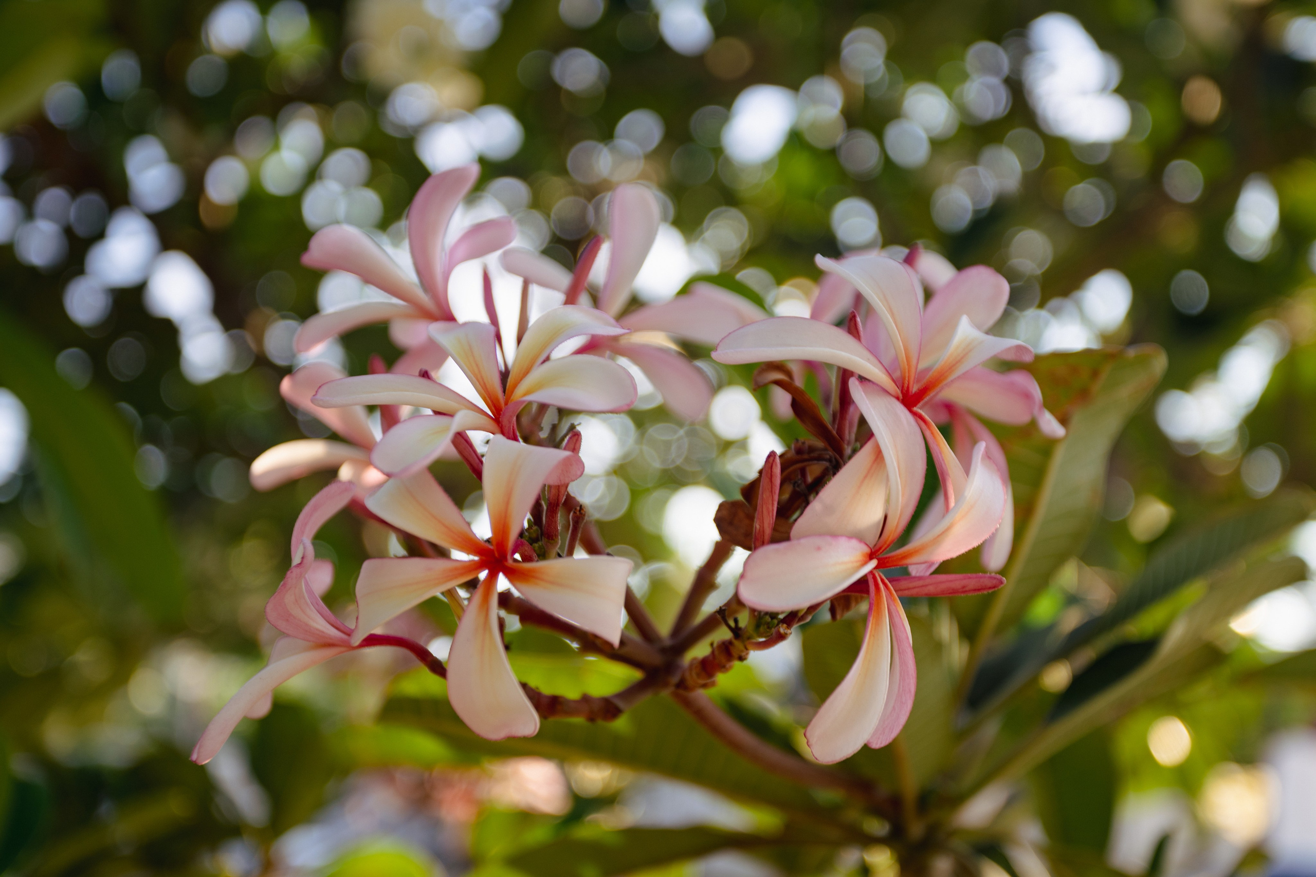 Samut Prakan. Фотограф Сонкина Татьяна