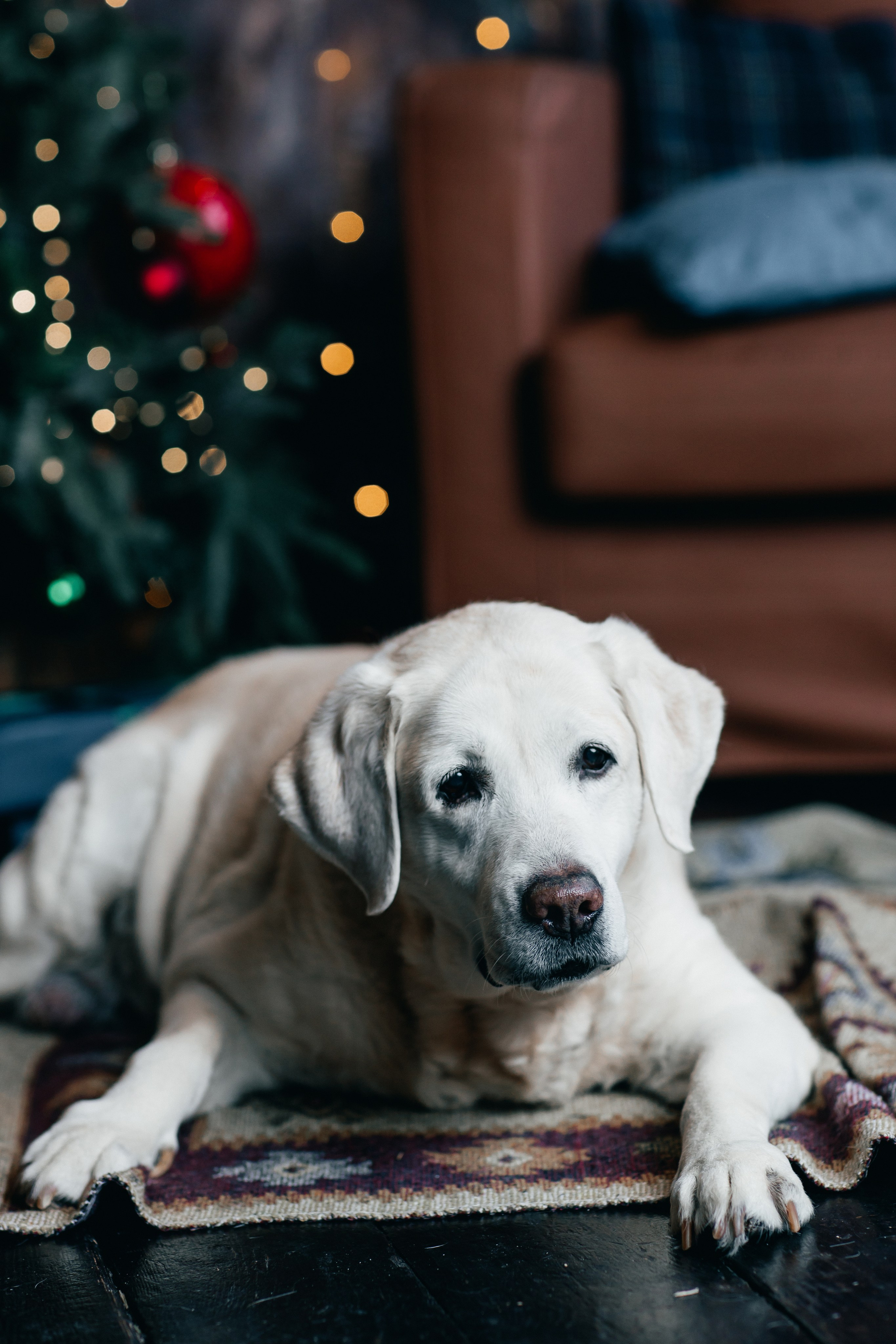Новогодние фотопроекты. Свадебный и семейный фотограф в Нижнем Новгороде и Москве Сергей Полян