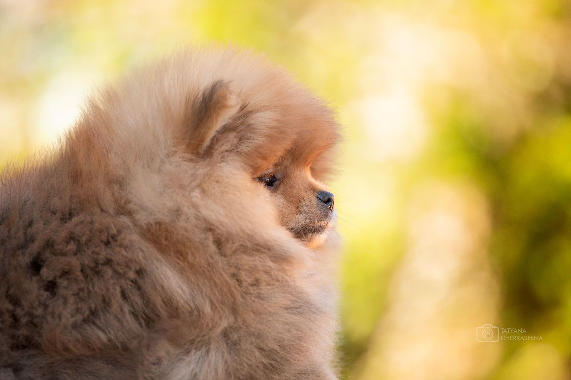 Фотосессия щенков. Фотограф для Вашей собаки