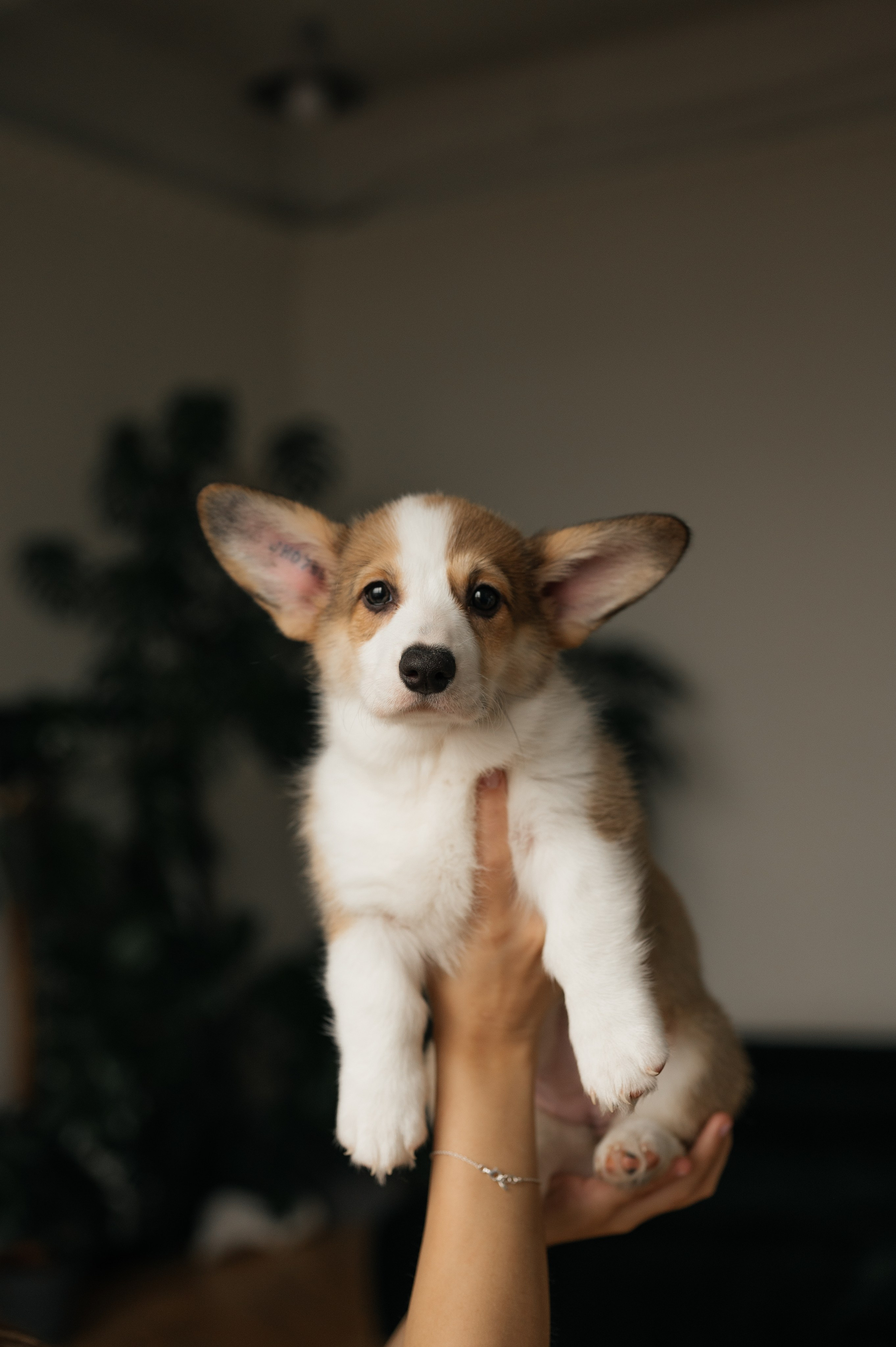 Миша, Маша и Боня. Свадебный и семейный фотограф в Краснодаре Алина Мельник