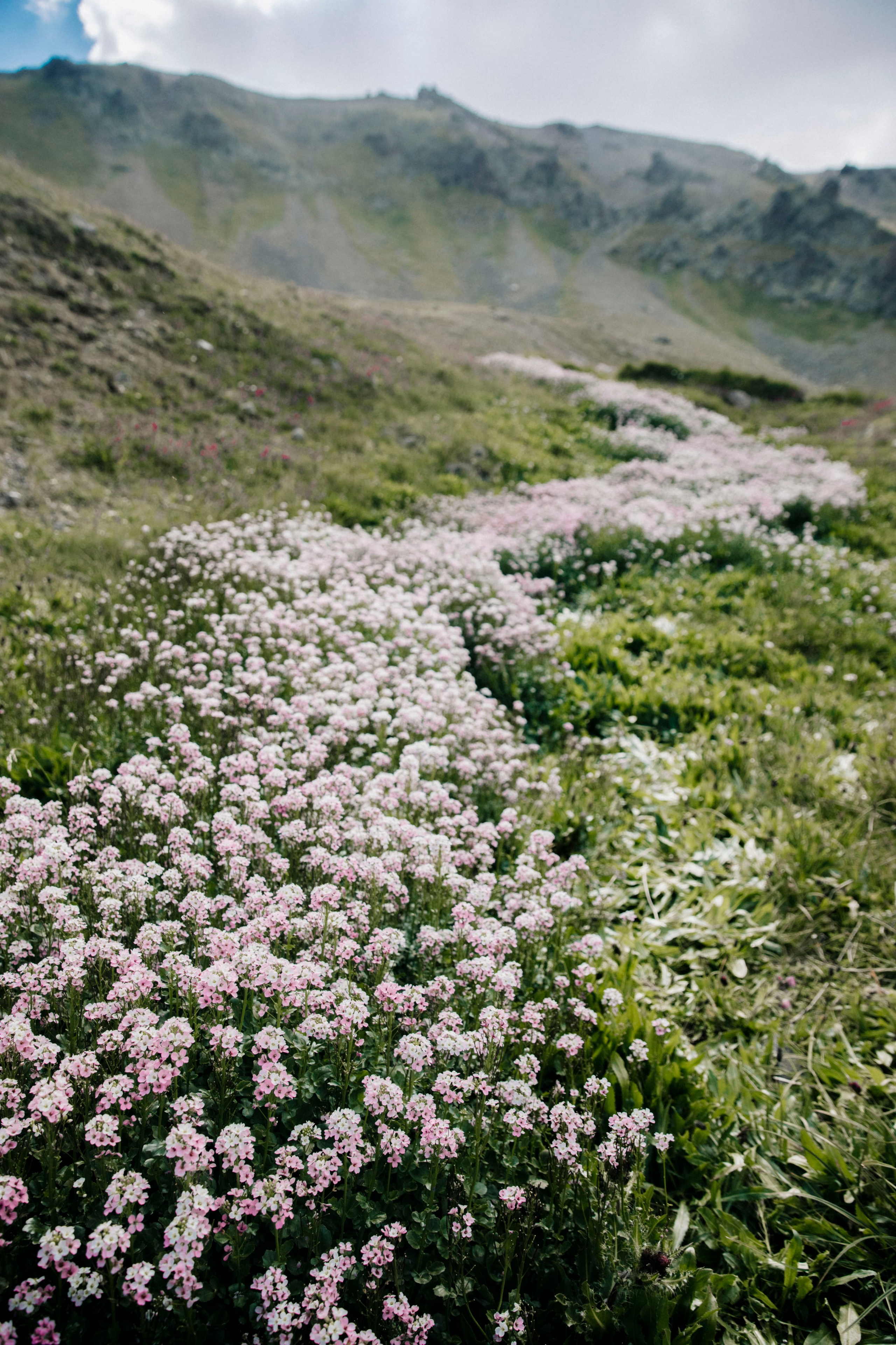 Фотосессия в горах, Кавказ, фотосессия в цветах, цветы, фотосессия Кабардино-Балкария, Фотосессия , горы, Осетия, Северная Осетия