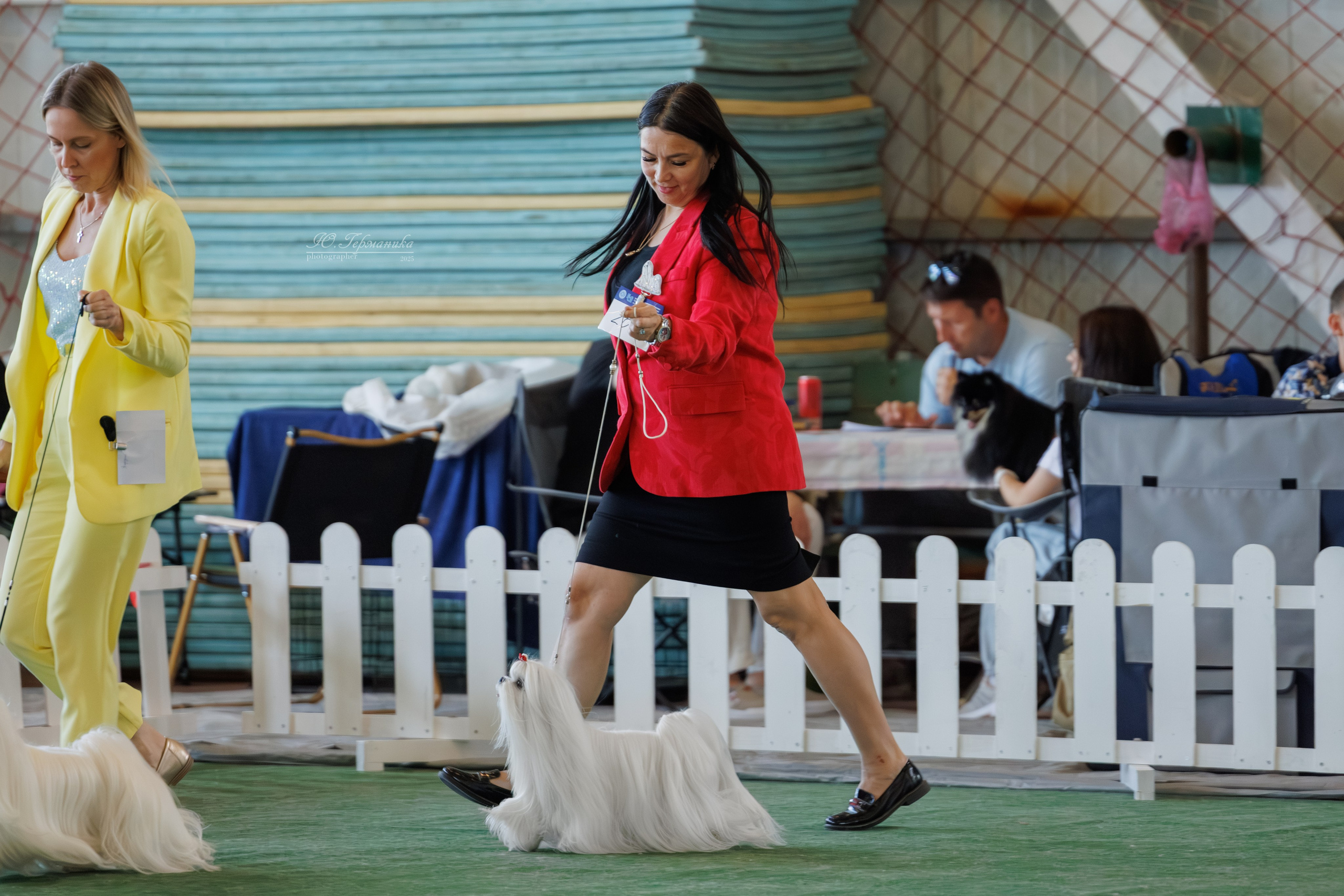 Батуми 3хCACIB 27-29.06.2025. Фотограф-анималист Юлия Германика