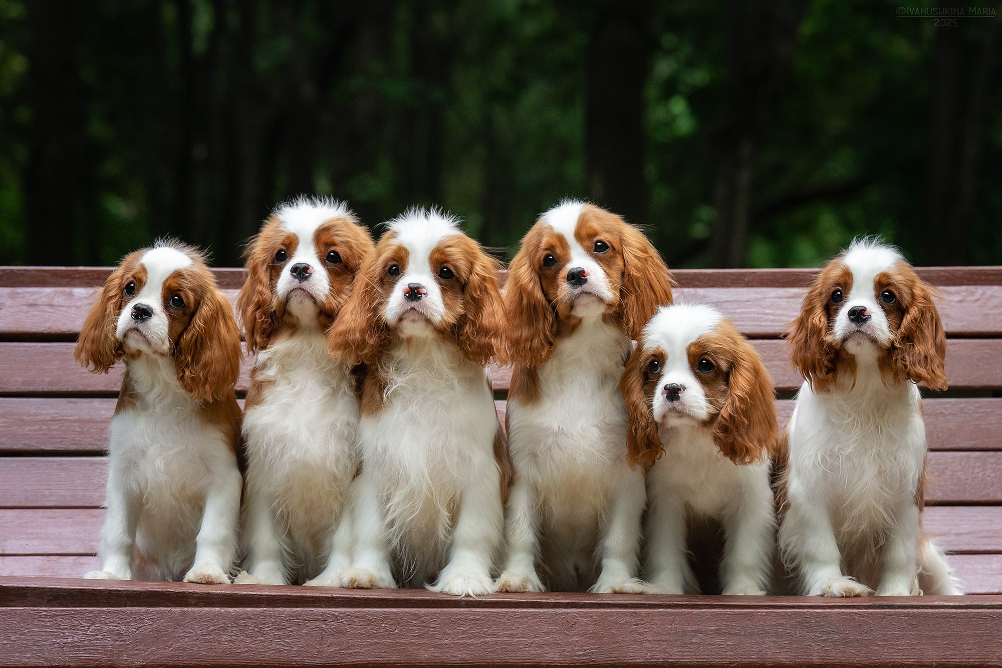 Фотосессия щенков на продажу. Фотограф собак в Москве и Московской области Иванушкина Мария