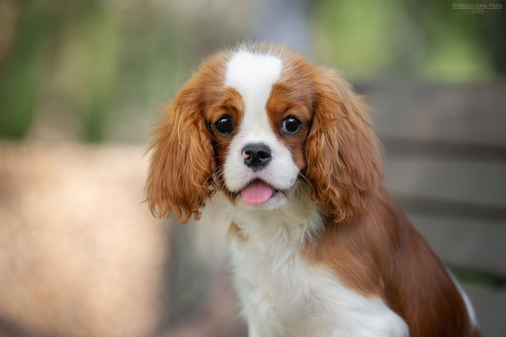 Фотосессия щенков на продажу. Фотограф собак в Москве и Московской области Иванушкина Мария