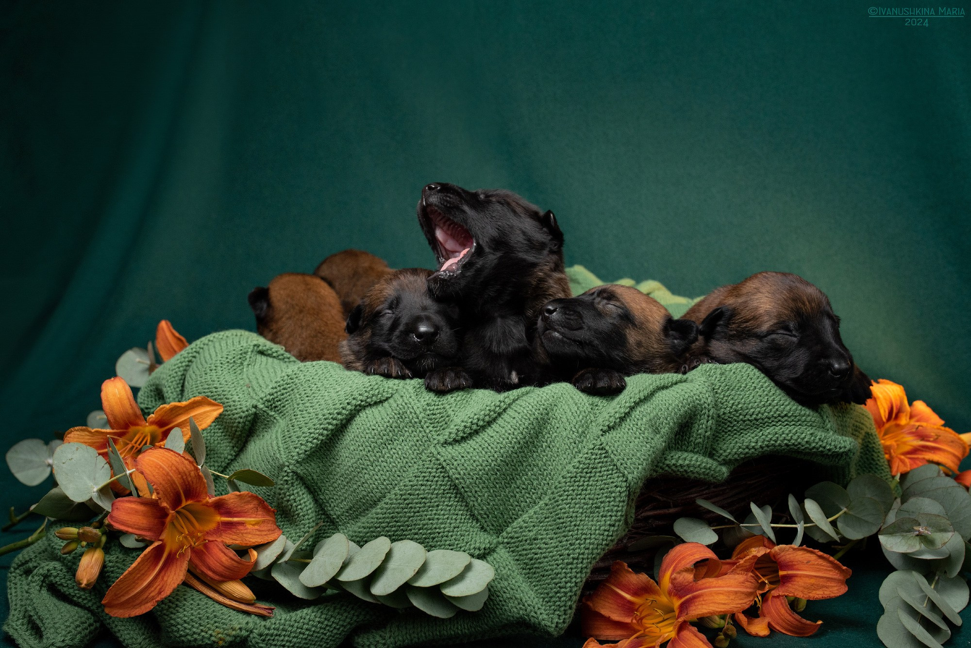 Ньюборн фотосессия щенков. Фотограф собак в Москве и Московской области Иванушкина Мария