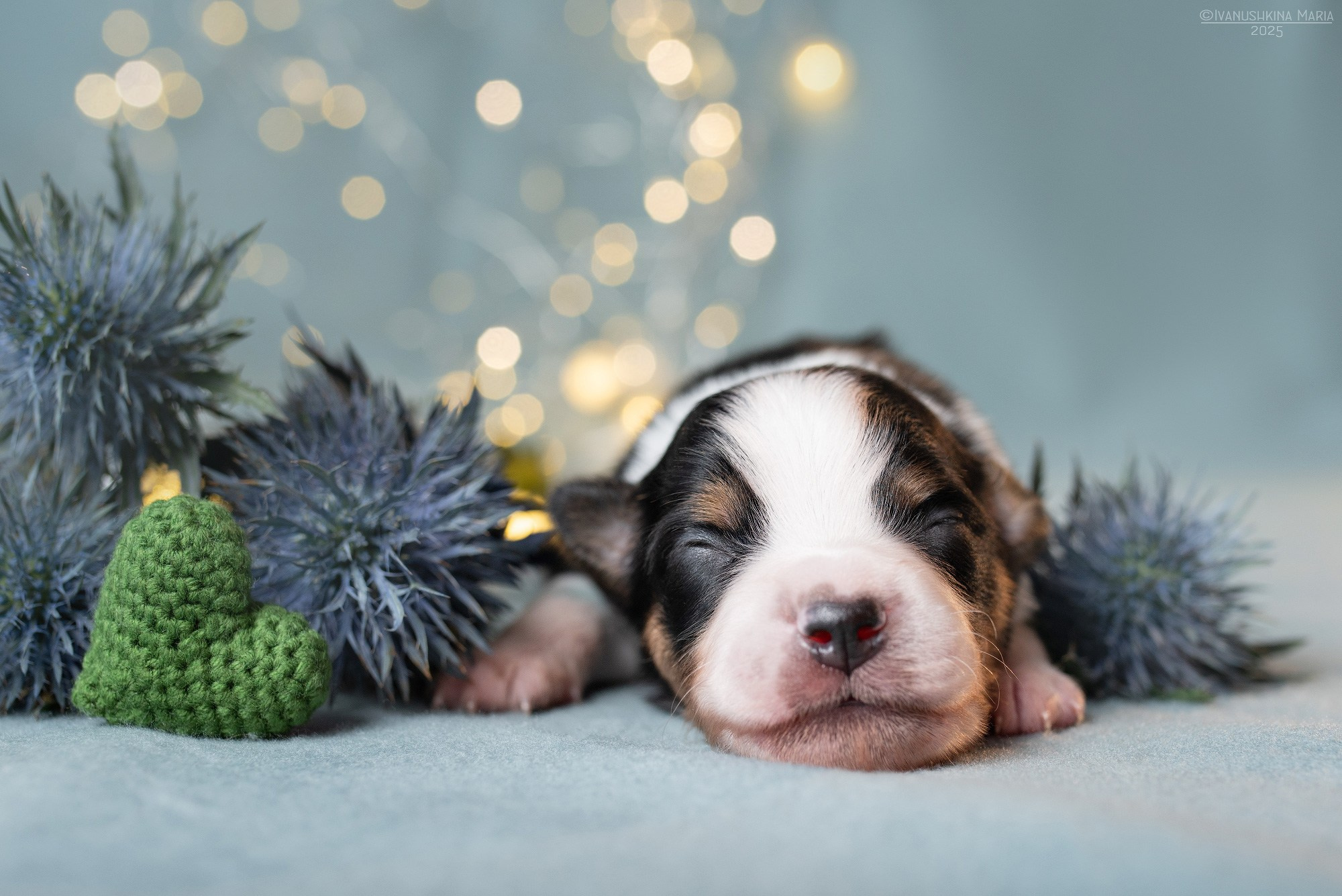 Ньюборн фотосессия щенков. Фотограф собак в Москве и Московской области Иванушкина Мария