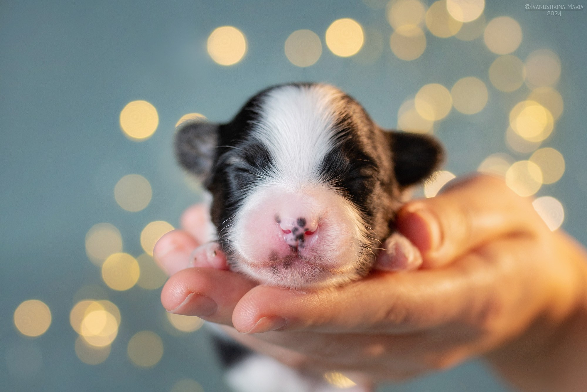Ньюборн фотосессия щенков. Фотограф собак в Москве и Московской области Иванушкина Мария