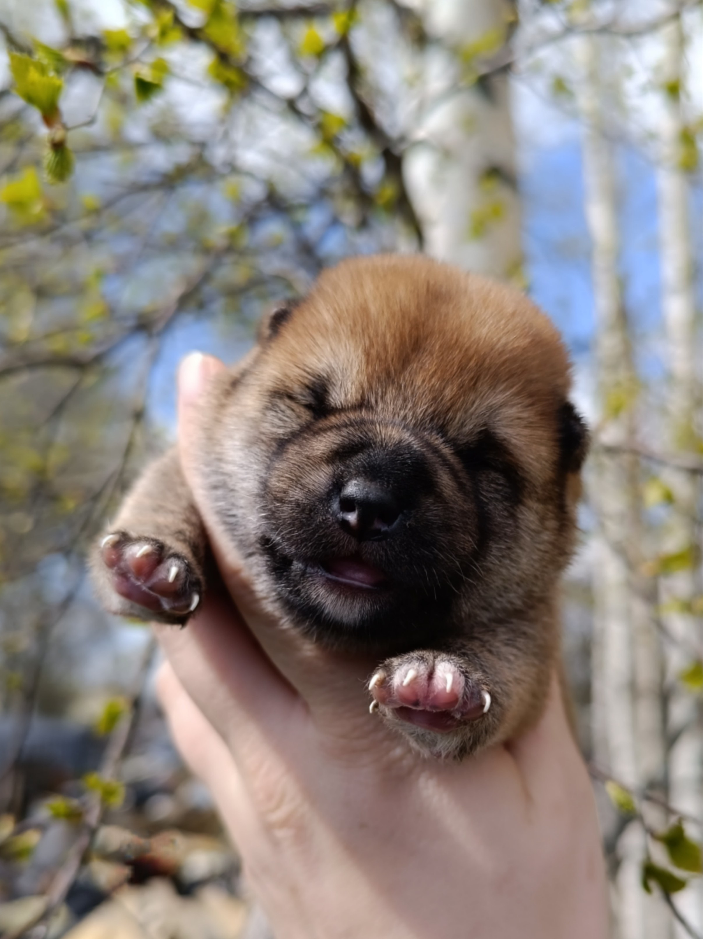 Сиба Rubylight Germes питомник Рубилайт