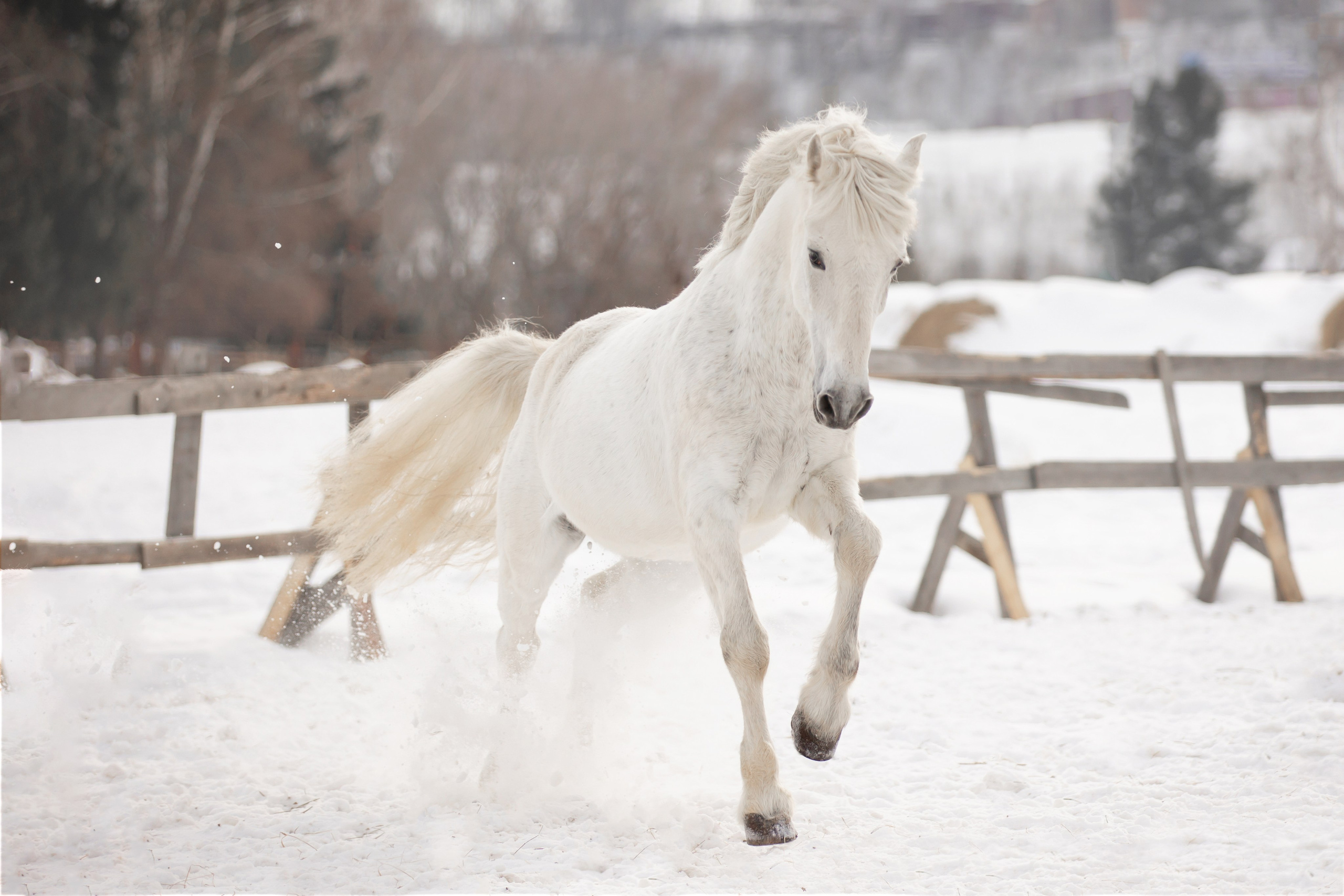 Лошади. Конный фотограф Валынкина Лера