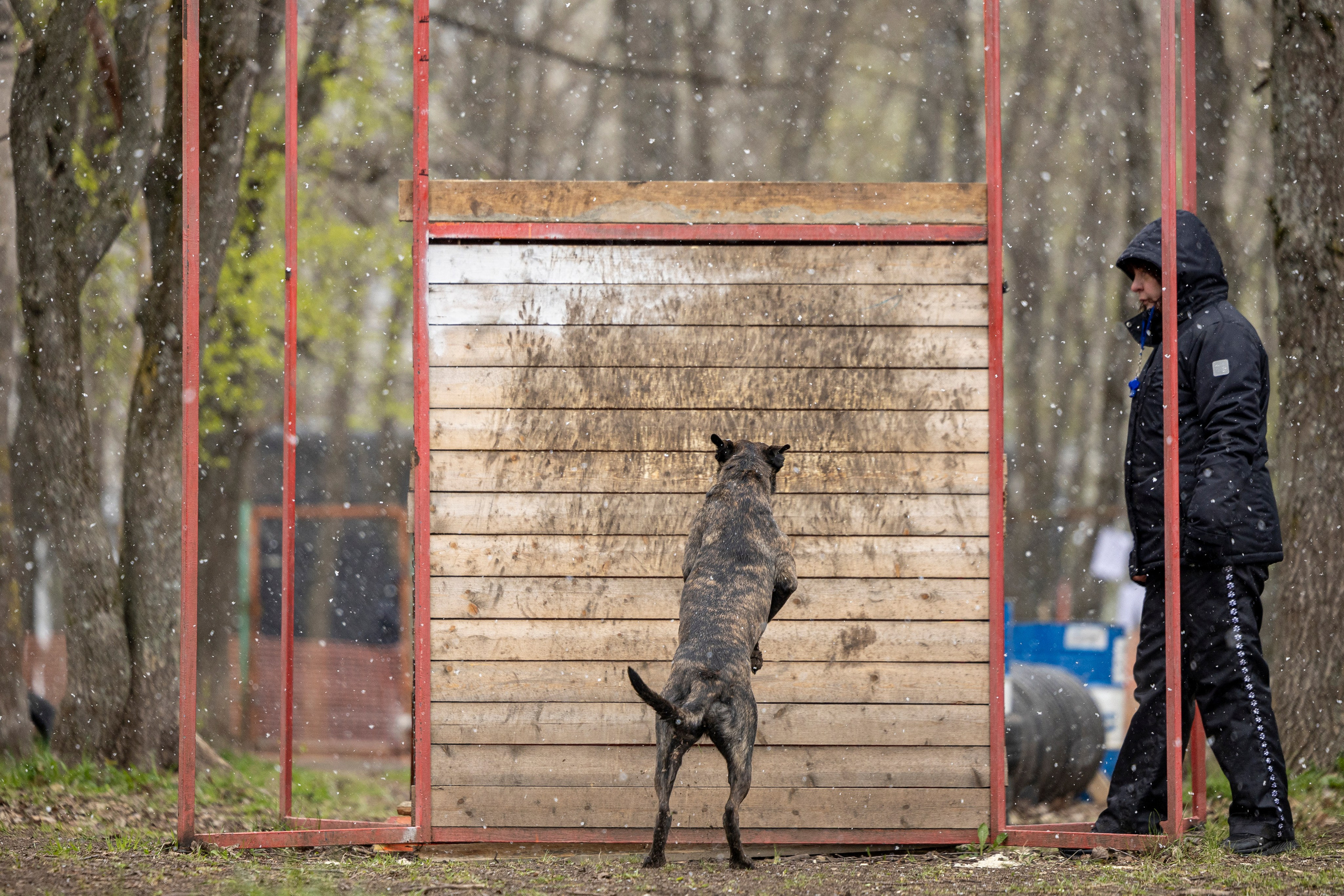 Квалификационные состязания по мондьорингу г. Вологда 11.05.24. Фотограф-анималист Анна Маринич