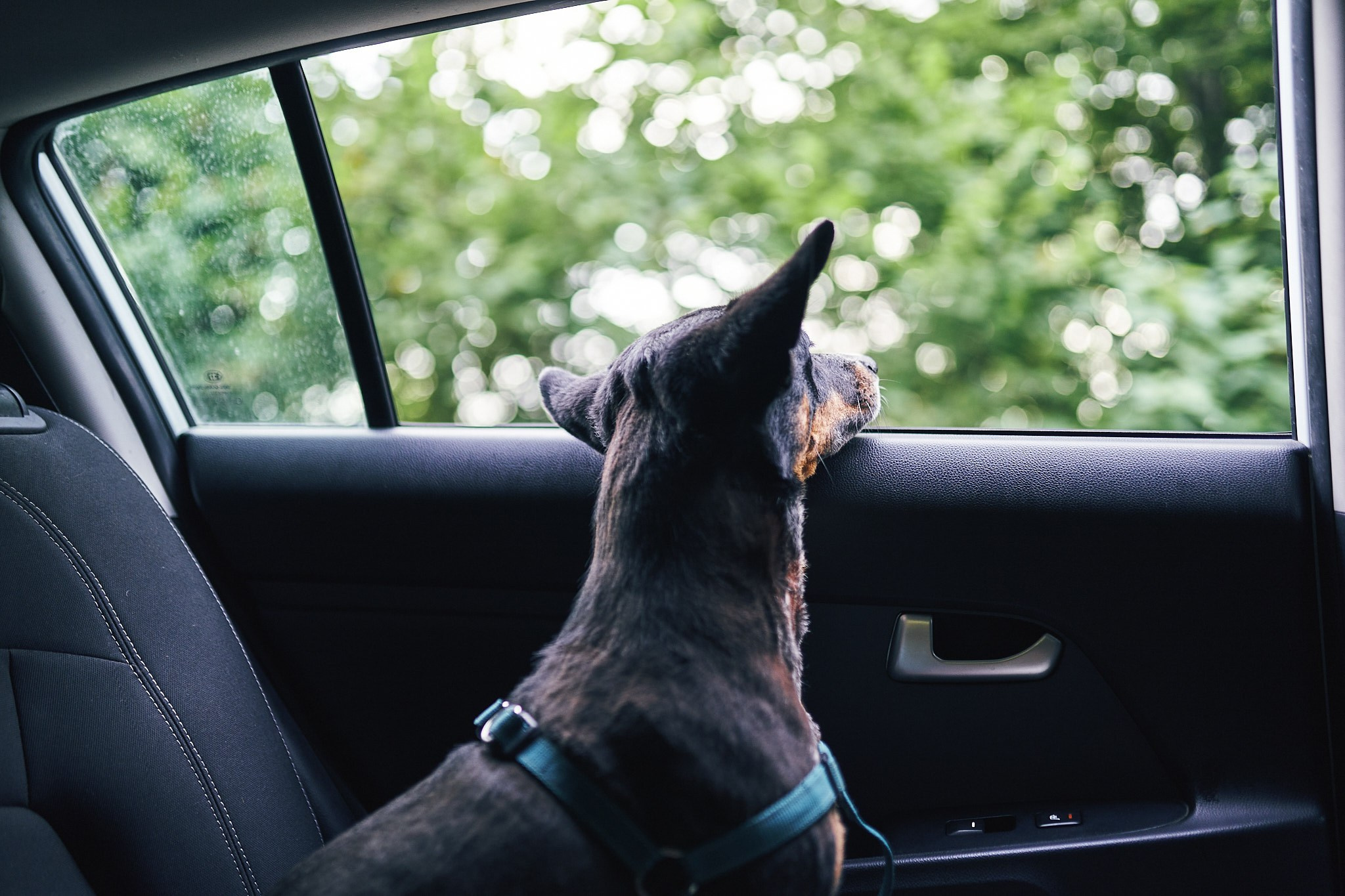 Чайные плантации. Фотограф в Сочи Катя Гончарова