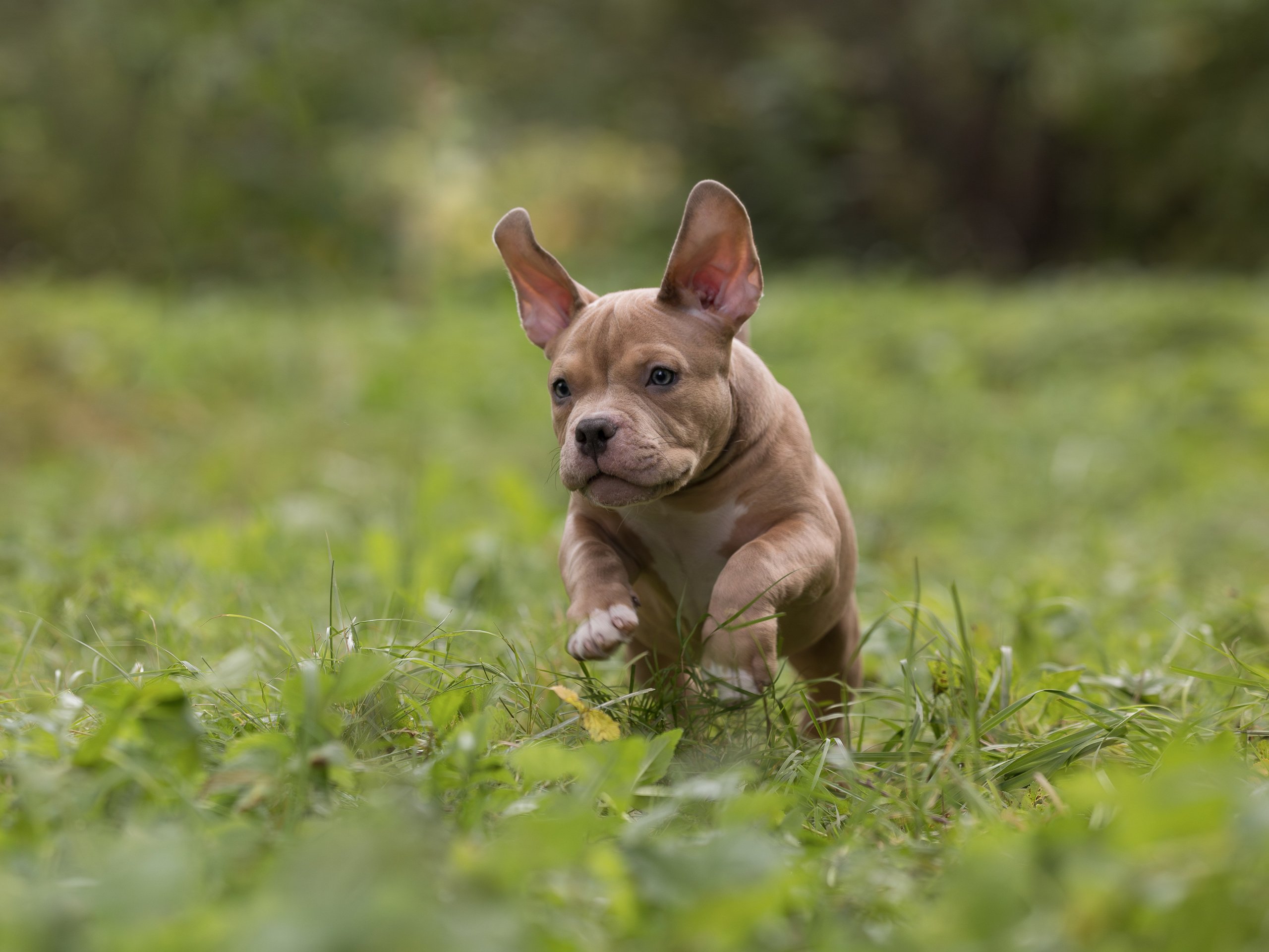 Щенки американского булли голубо - палевого окраса из питомника SANGRES FRESCA