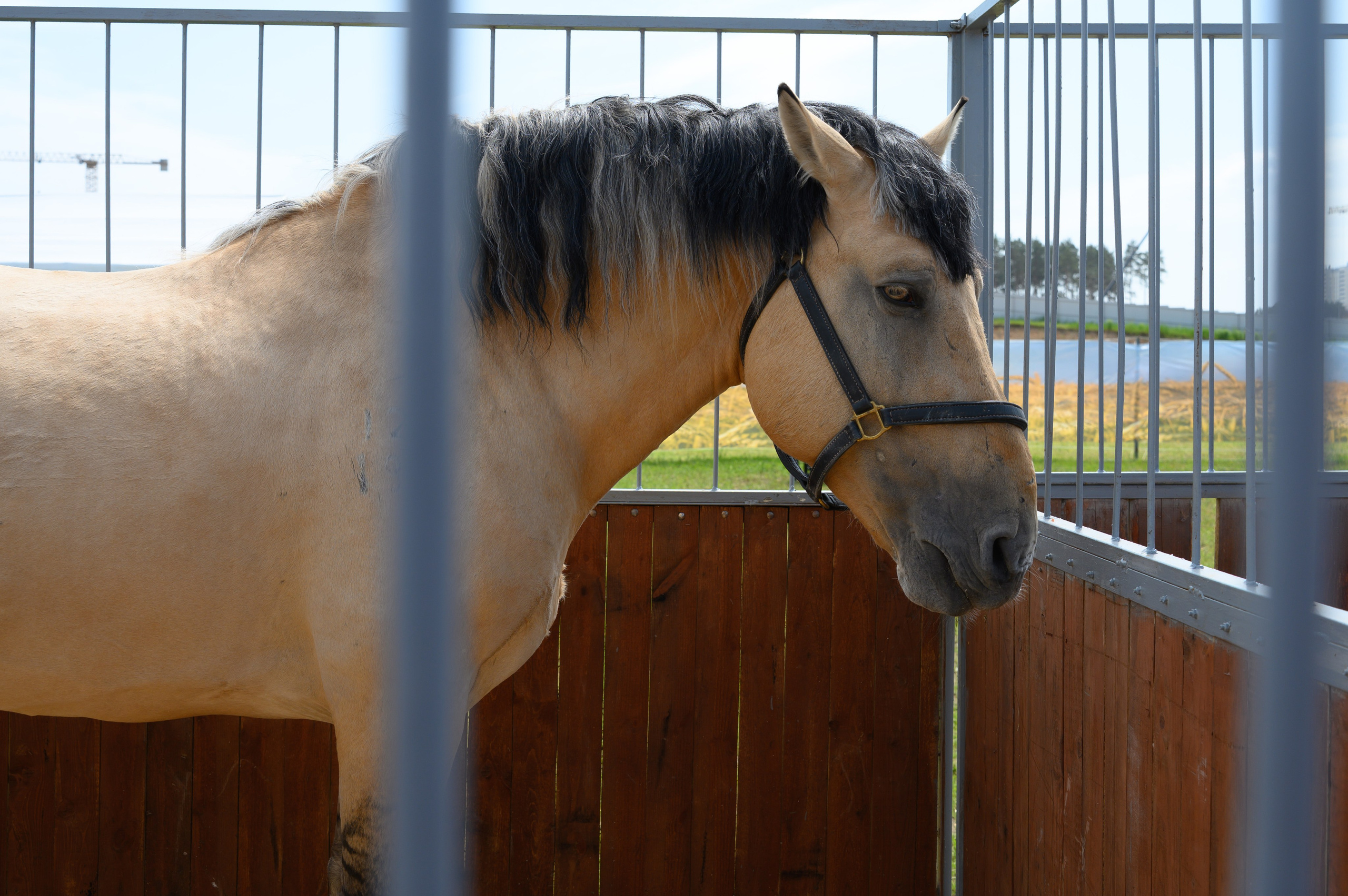 Агровыставка. Фотоуслуги, услуги фотографа, фотографирование важных событий