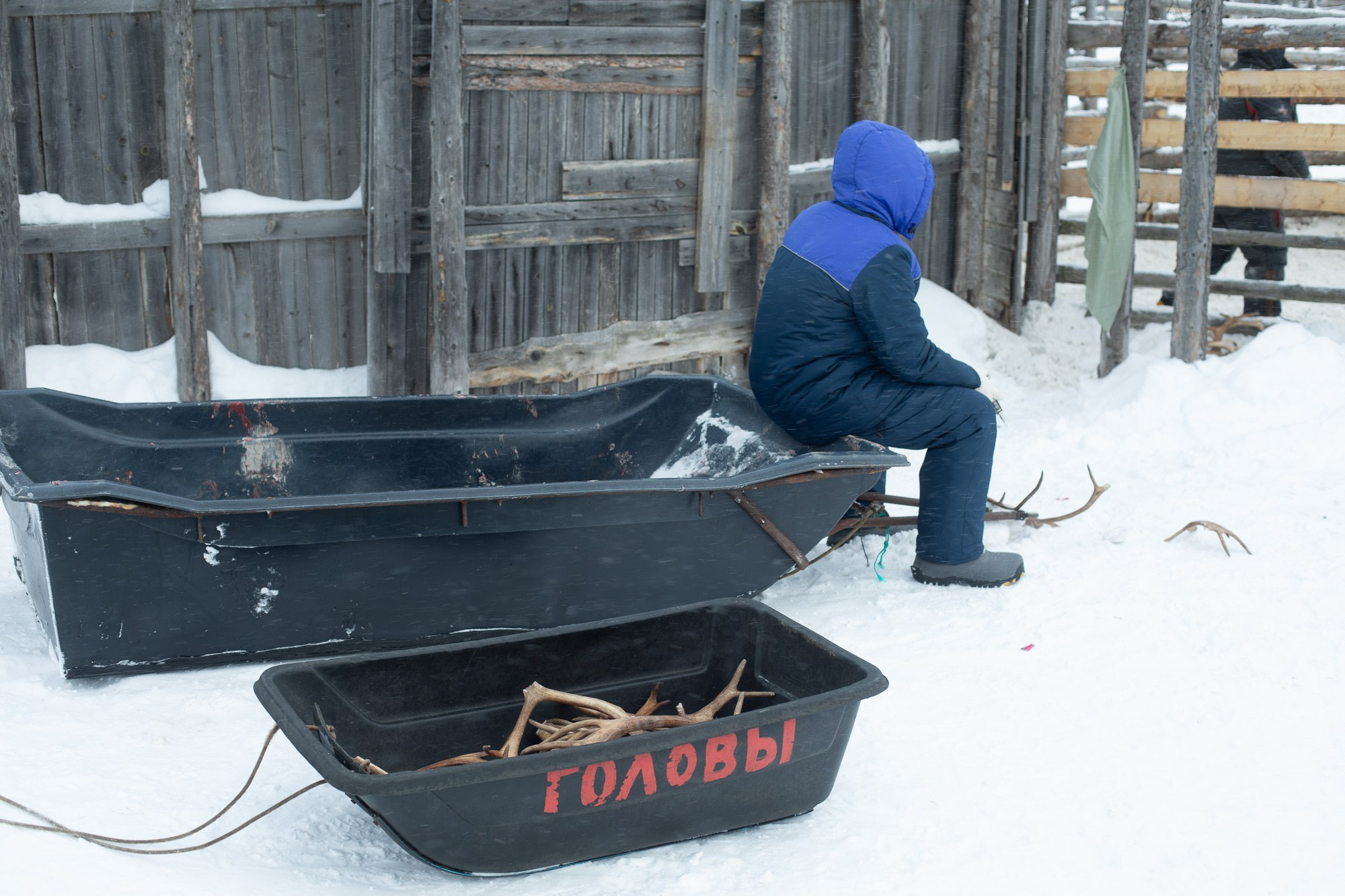 Кораль. На север к оленям. Репортажный фотограф в Сочи — Михаил Мордасов