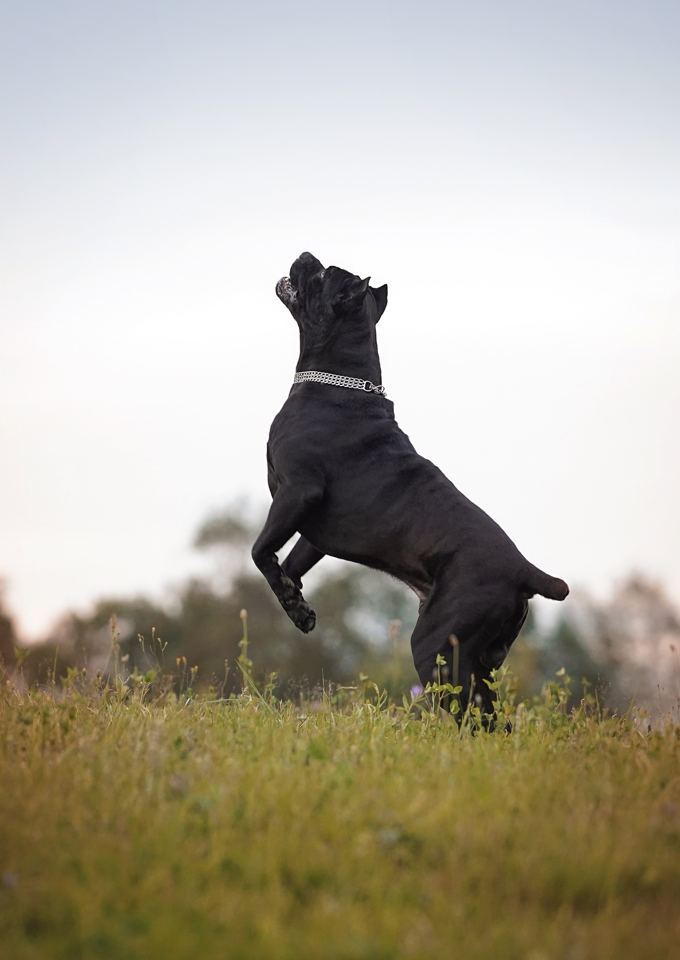 Юлия Костя и Виннер. Фотограф-анималист в Санкт-Петербурге Яна Мартынова