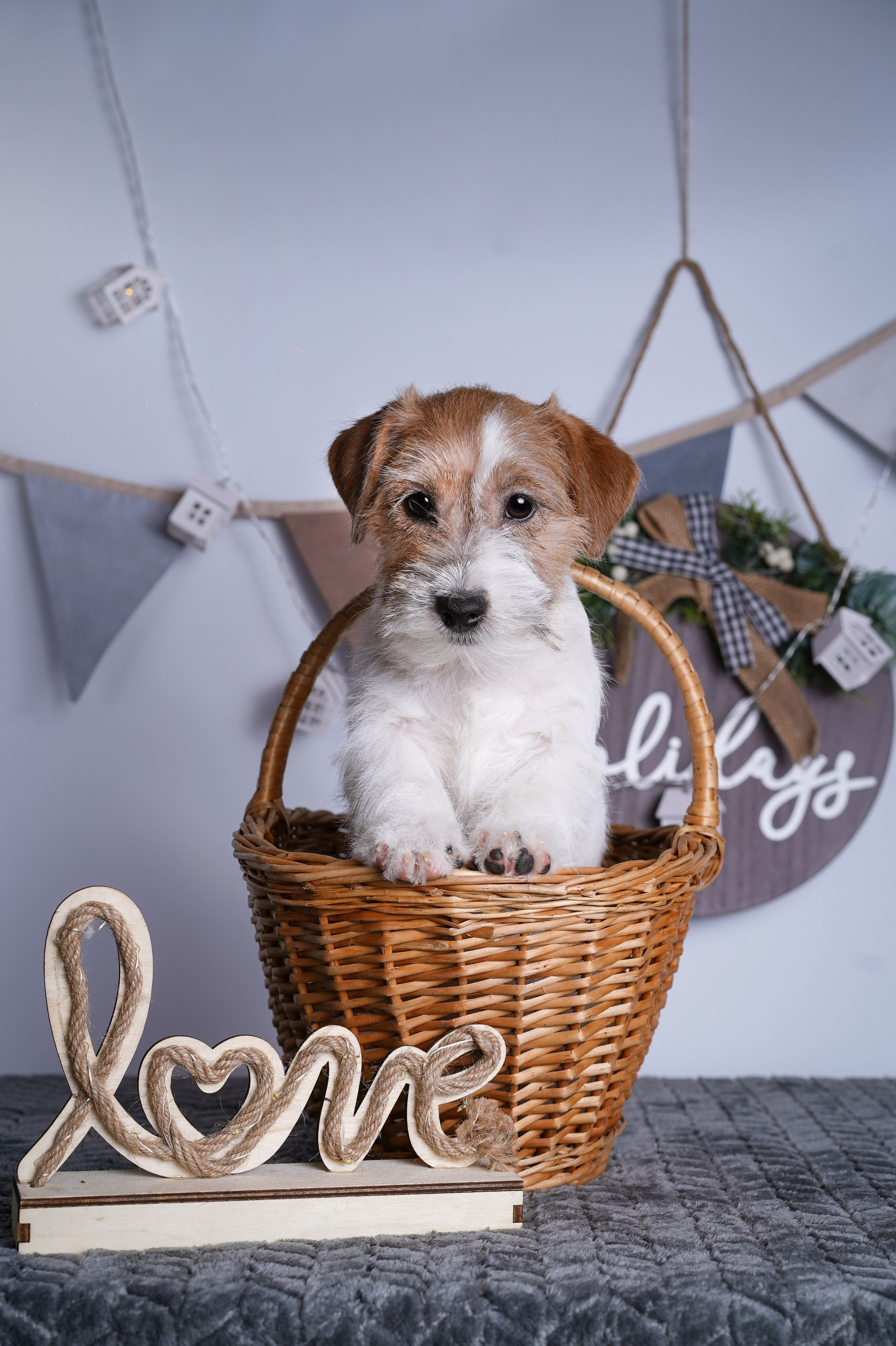 Щенки дрт. Фотограф-анималист в Санкт-Петербурге Яна Мартынова