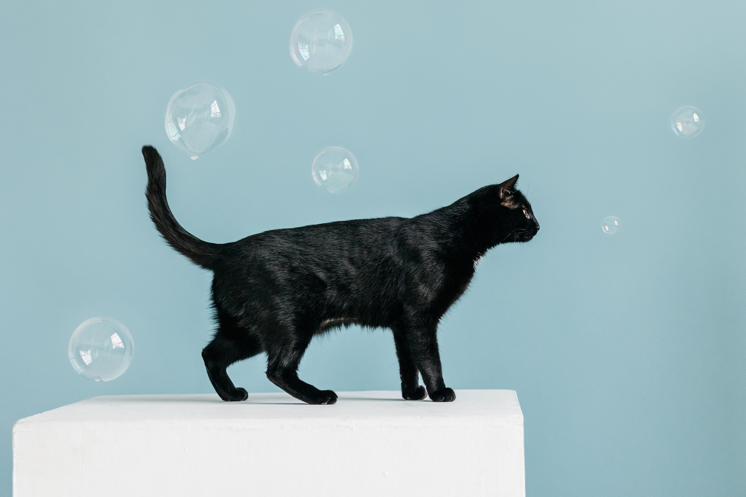 Кузя. Фотограф-анималист Елена Радченко, Москва