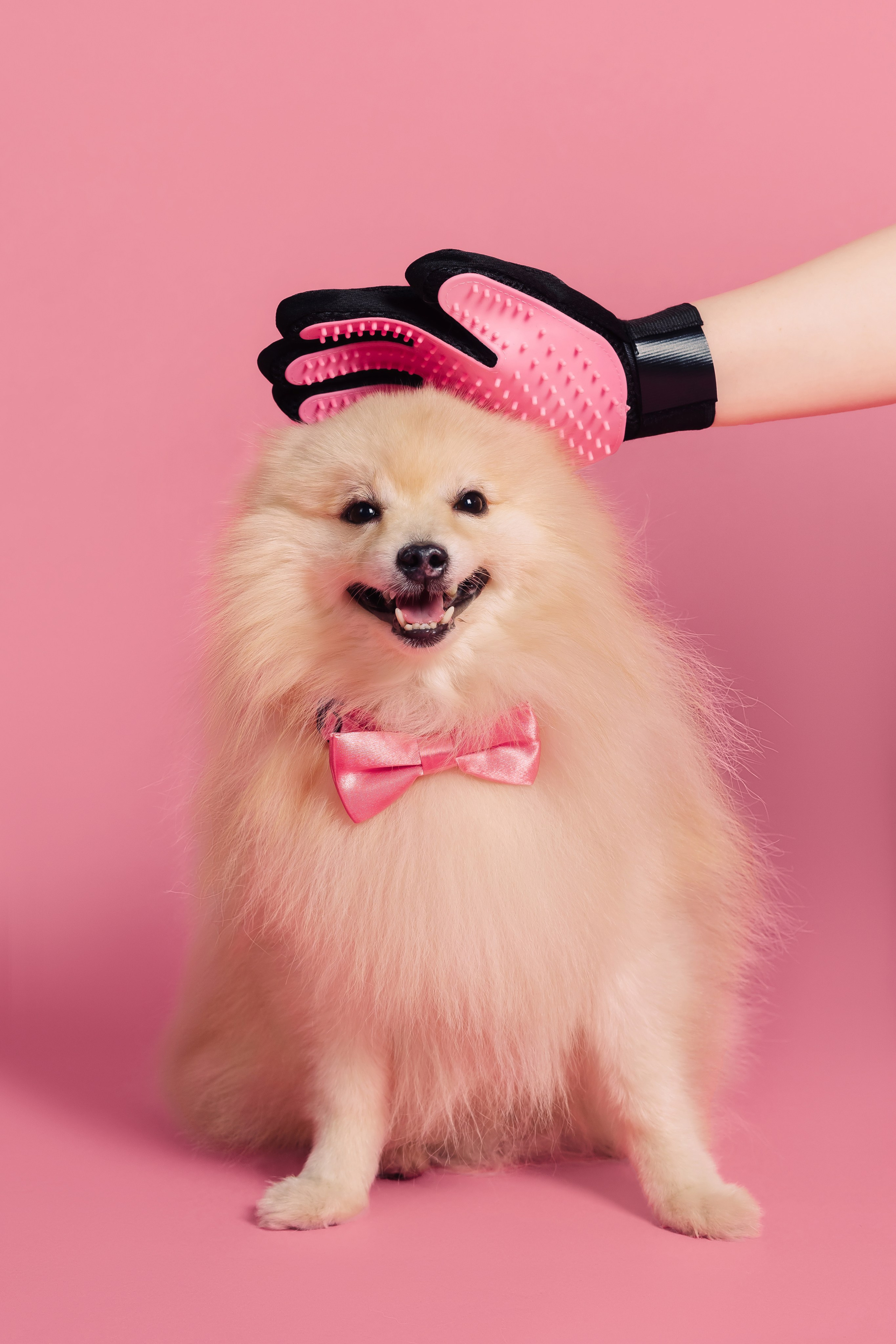 Магазин Friend of mine. Фотограф-анималист Елена Радченко, Москва