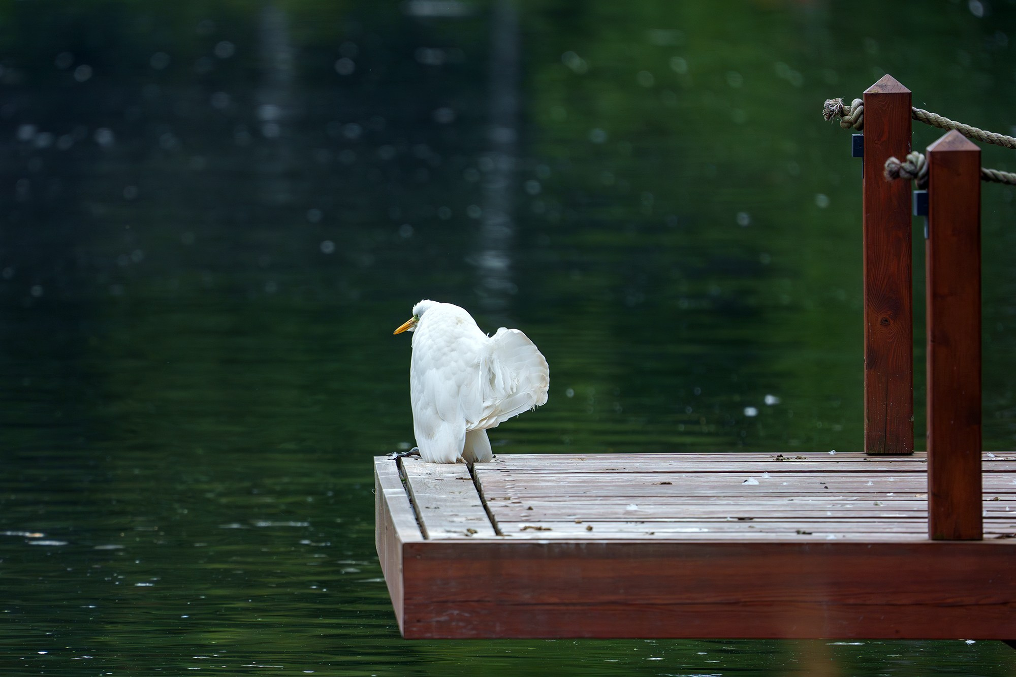 Удивительные мир птиц. Вокруг нас столько прекрасного — присмотритесь!. Ваш личный фотограф Марина Волкова