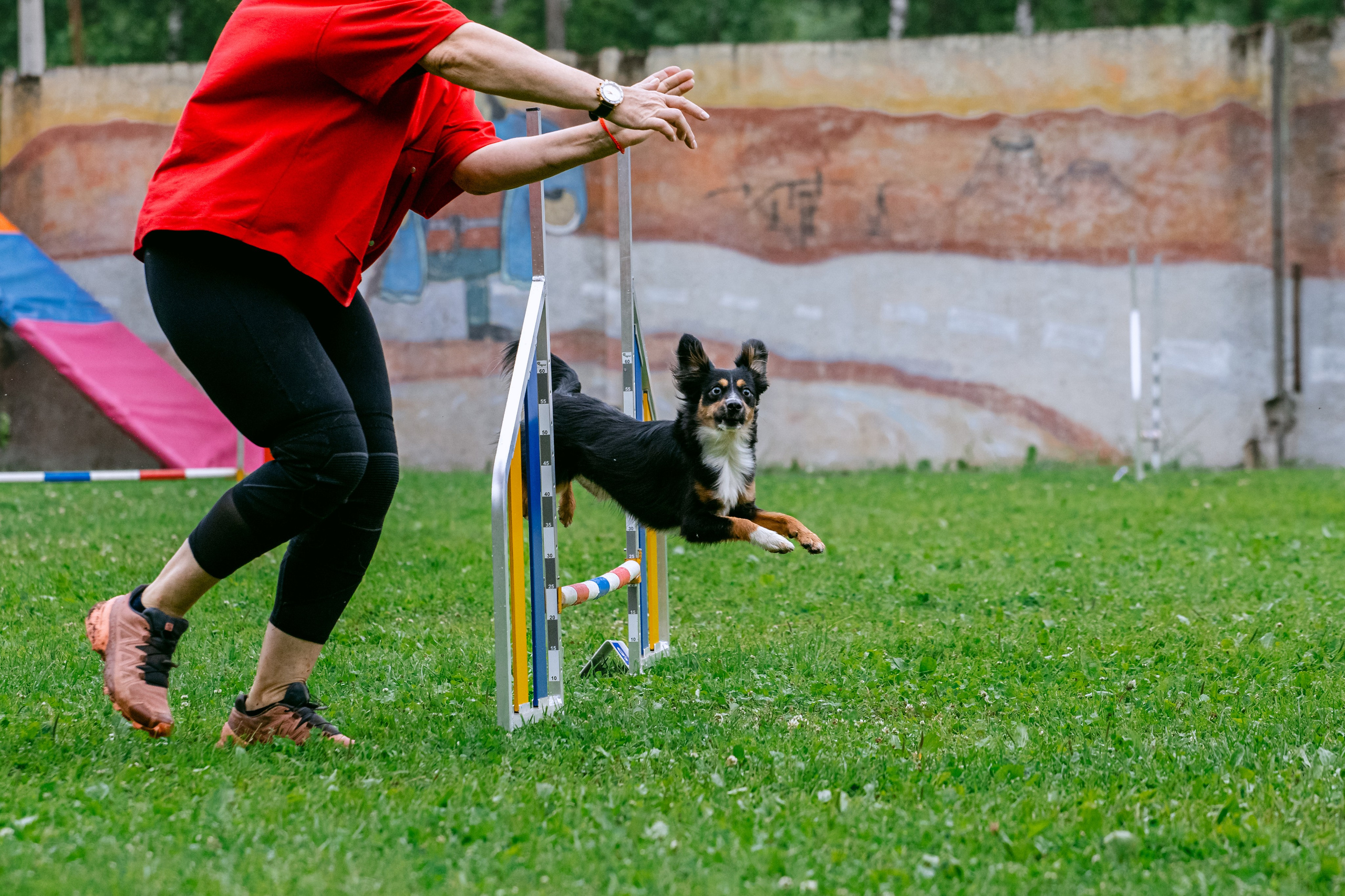 Соревнования по аджилити Долгопрудный 30.06.2025. Фотограф-анималист Татьяна Степанова