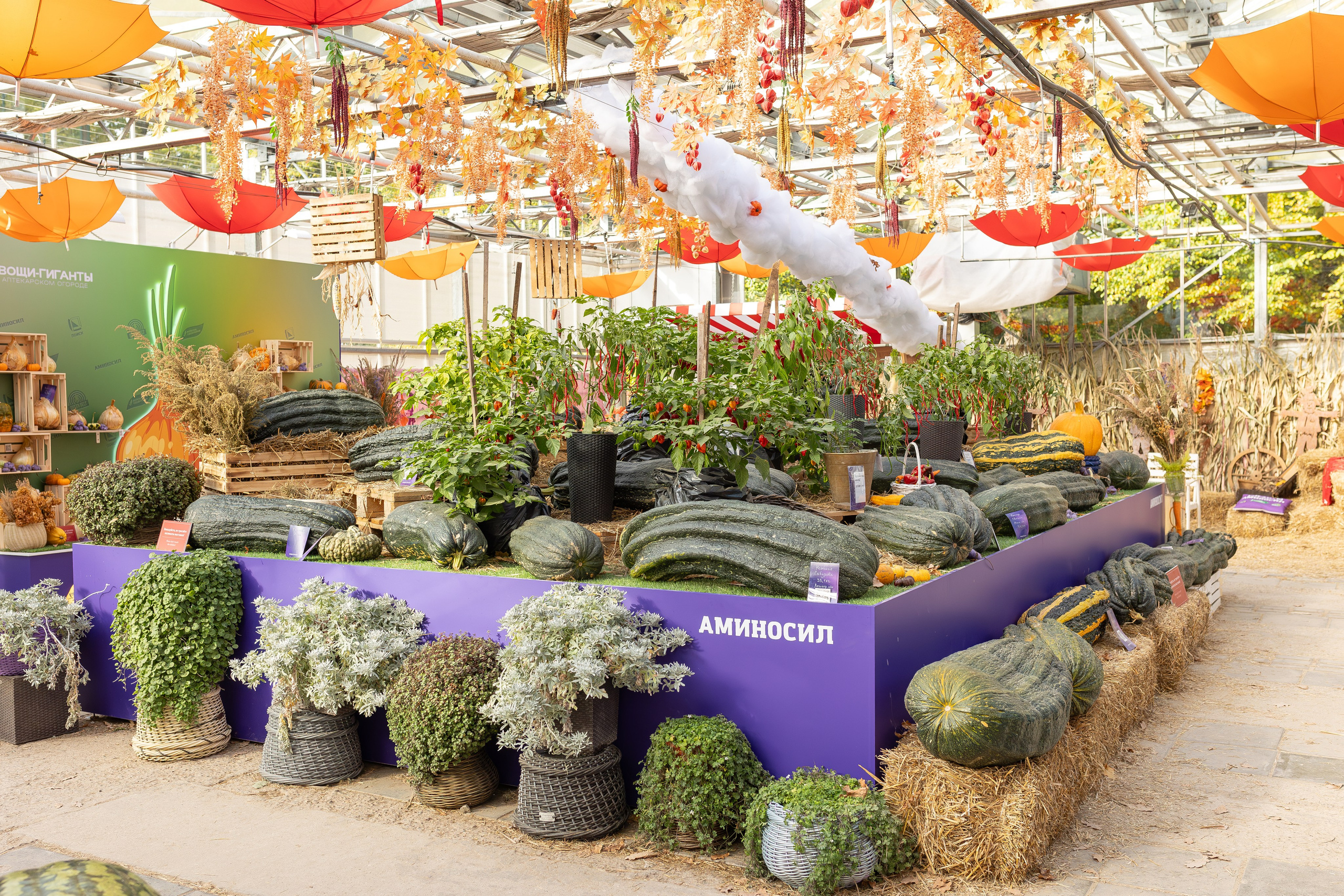 Овощи-гиганты. Александра Куликова фотограф, Москва