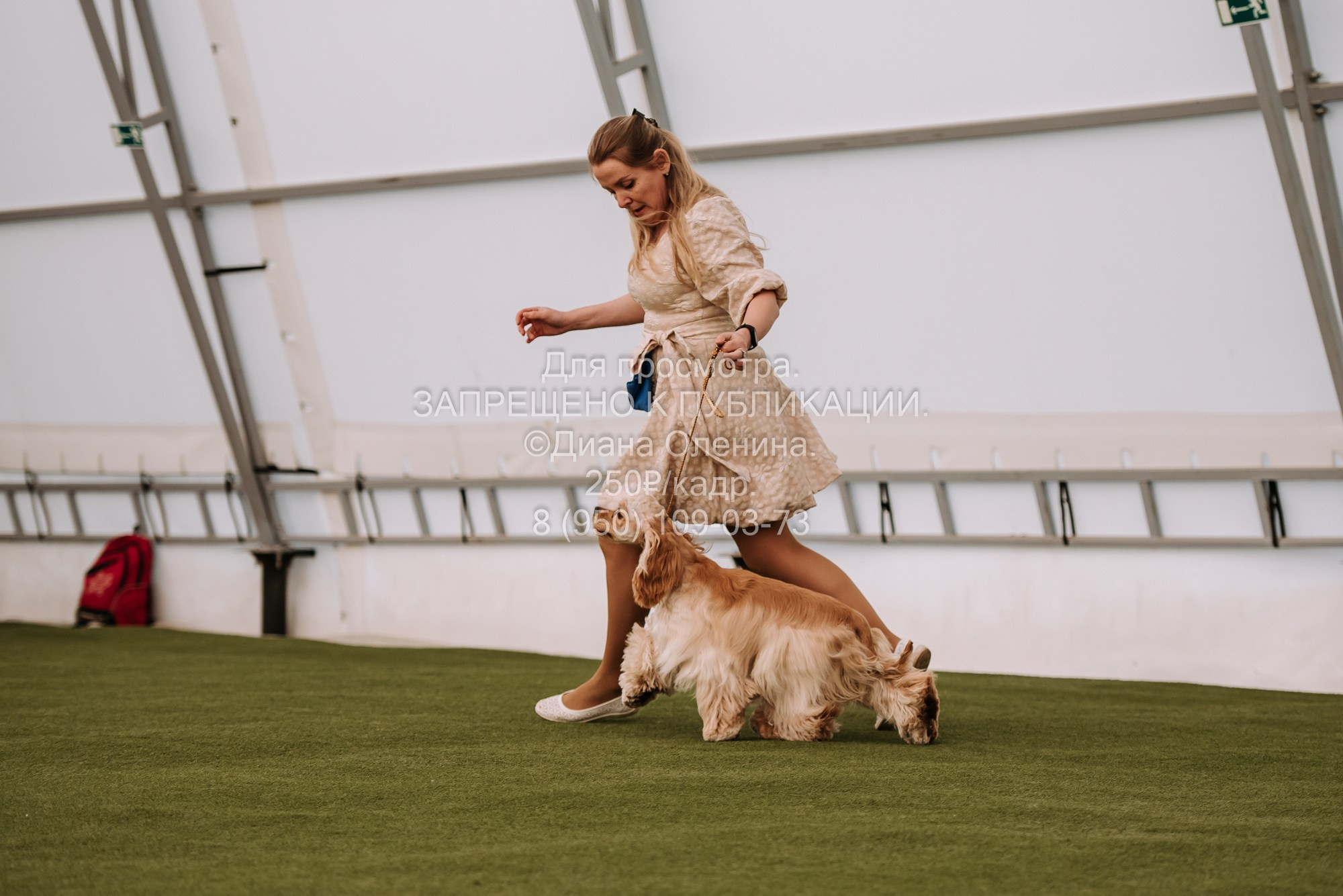 Выставка собак Красноярск 2.06. Фотограф Диана Оленина Красноярск / Братск