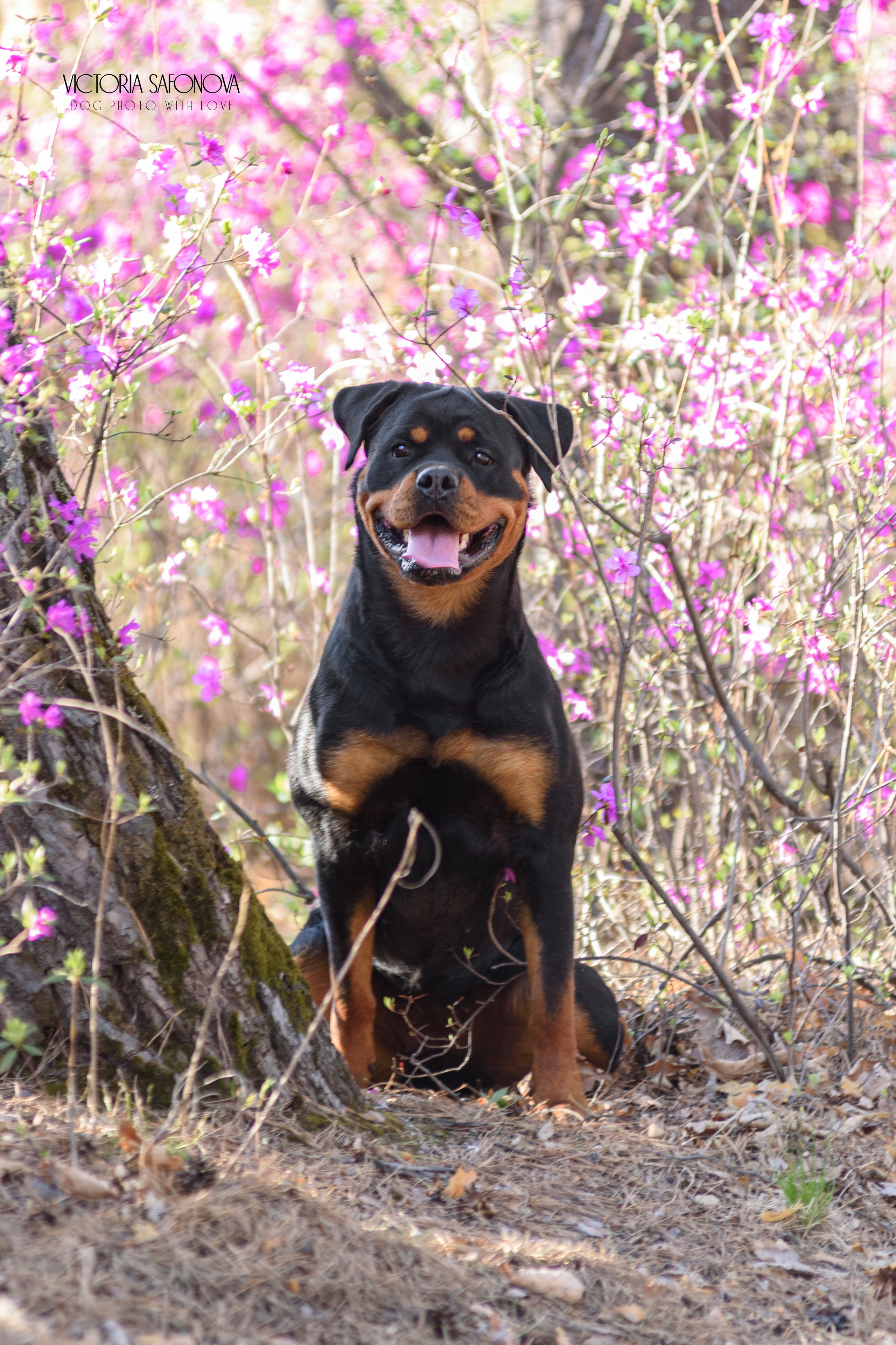 Лера 07.05.2023. Фотограф анималист Благовещенск. Сафонова Виктория