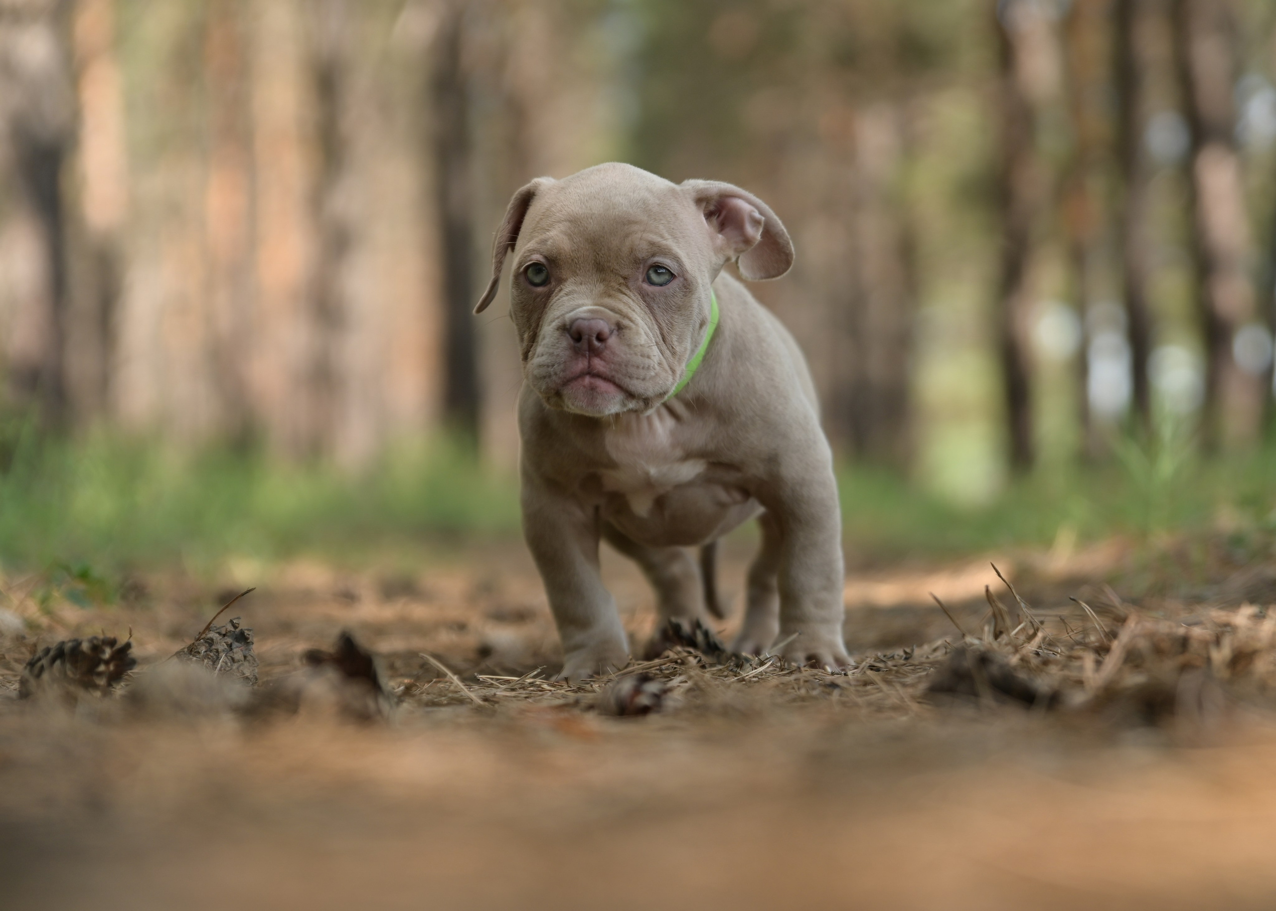 Свободные щенки Американский Булли в Иркутске. Питомник собак Иркутск