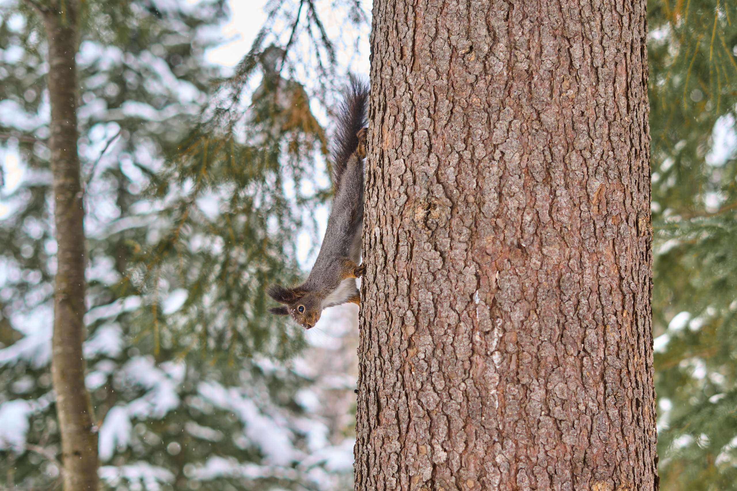 Природа. Фотограф Екатерина Зорина