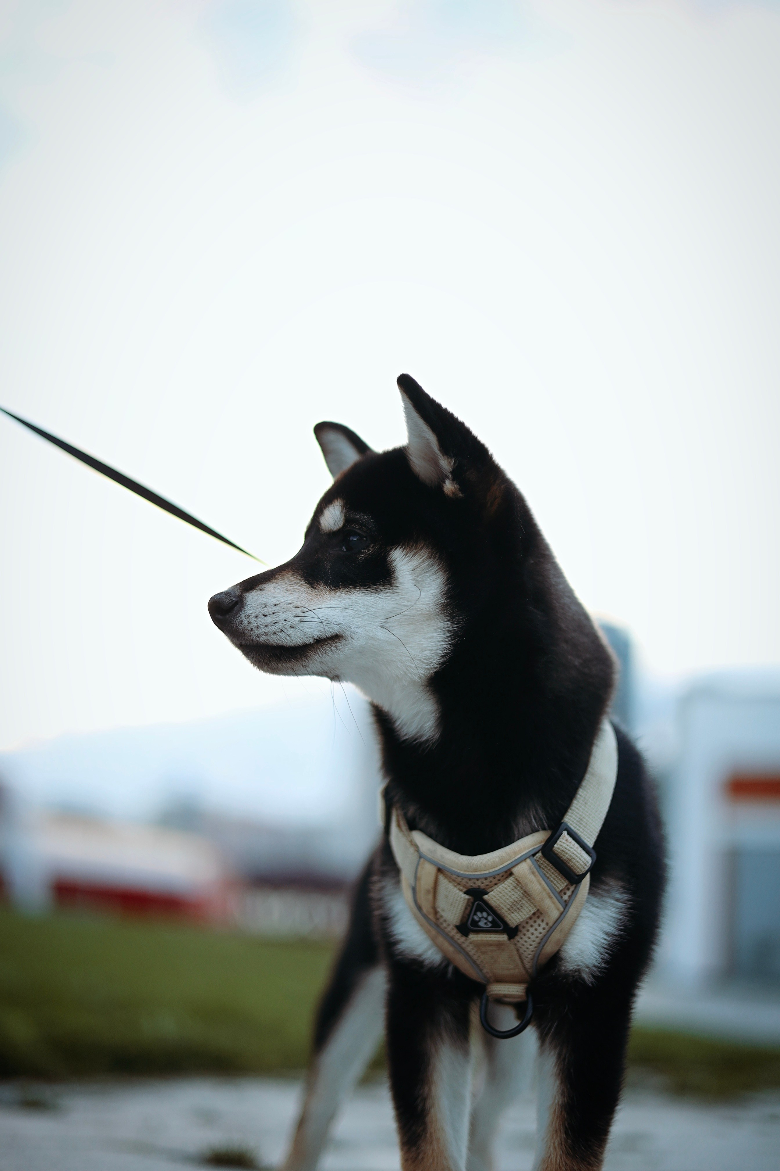 Puppy. Фотосессии в Москве и Санкт-Петербурге, а также по столицам стран Евро