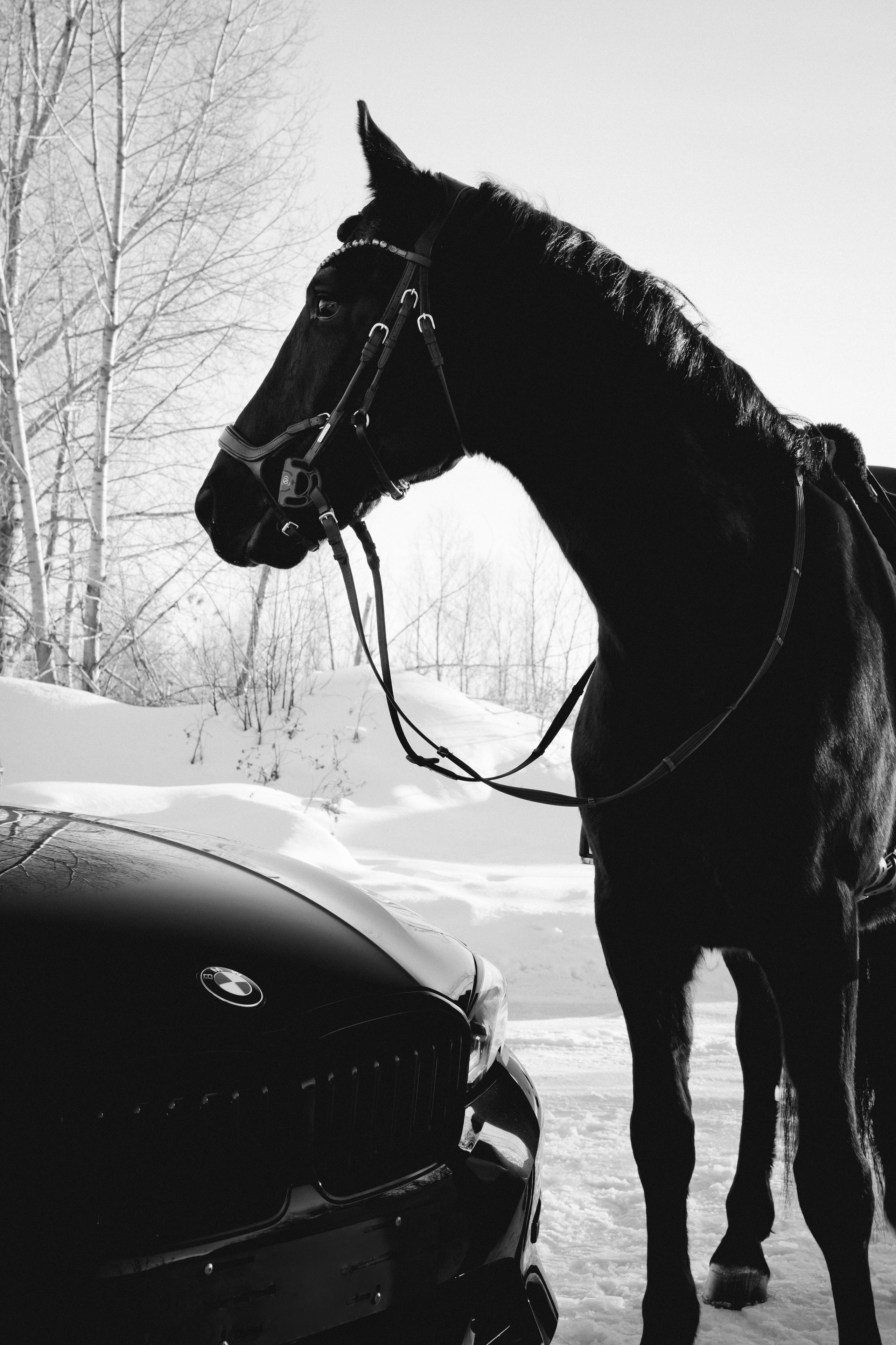 BMW G20 with horse. Автомобильный фотограф и видеограф в Новосибирске|Александра Косухина