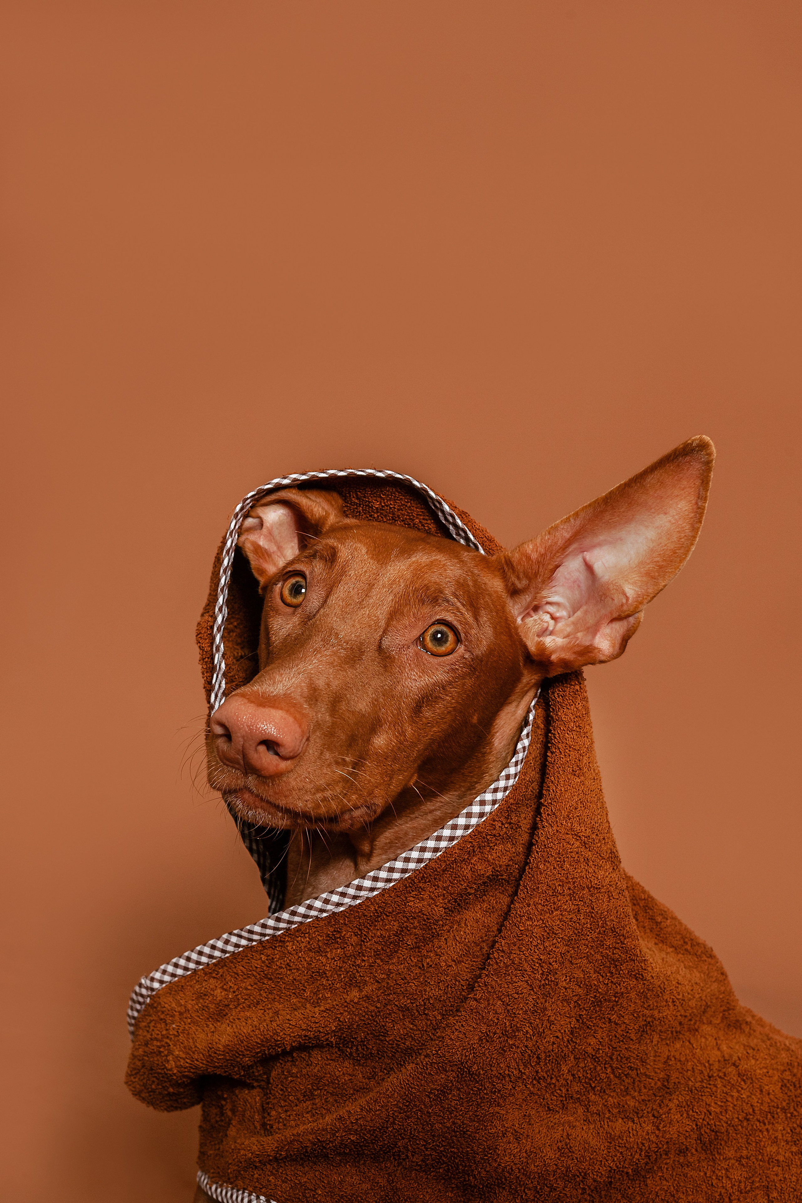 Съемка для бренда TEDDYBOY. Фотограф-анималист Татьяна Степанова