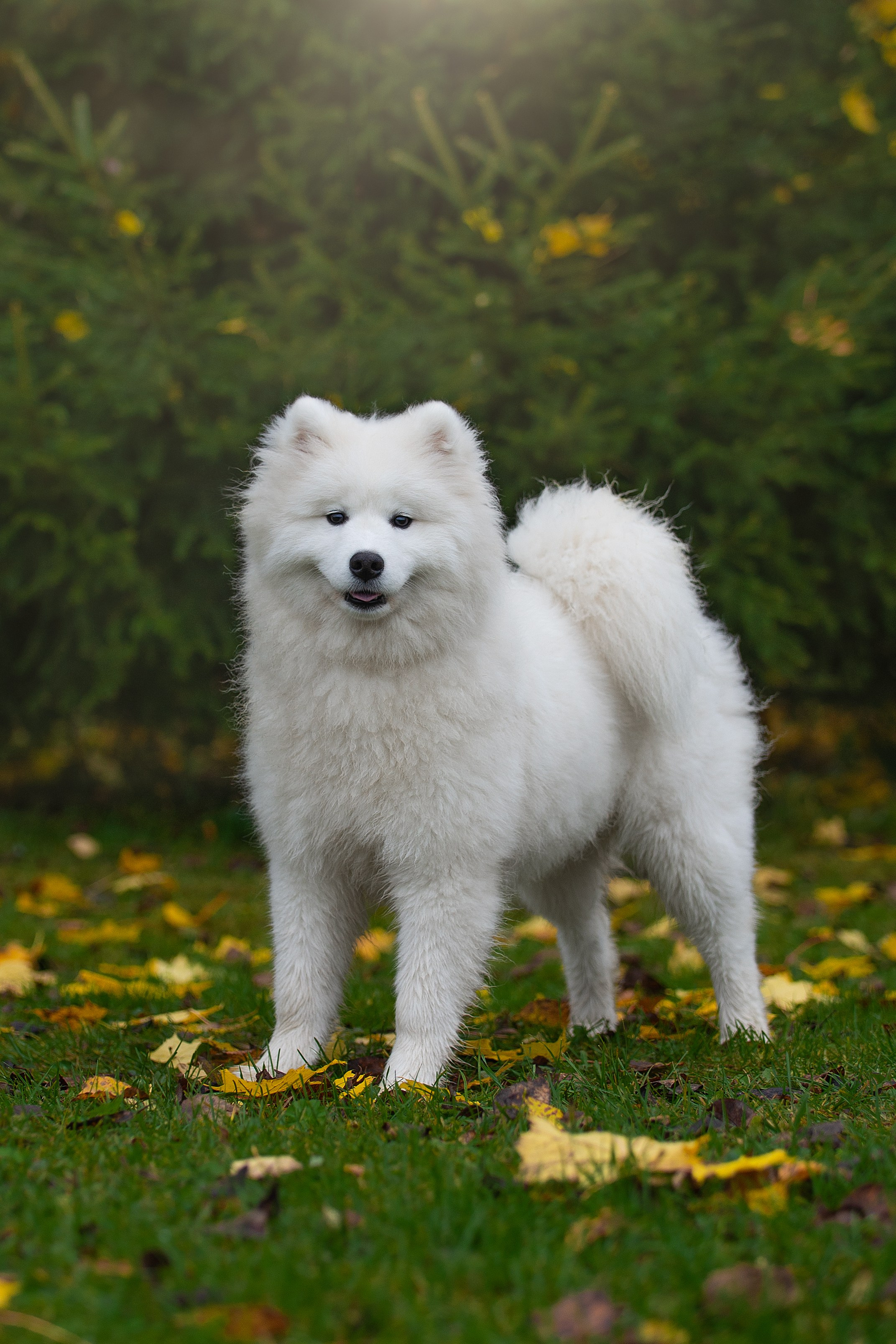 Собаки питомника Версаль. Творческий фотограф Вологда