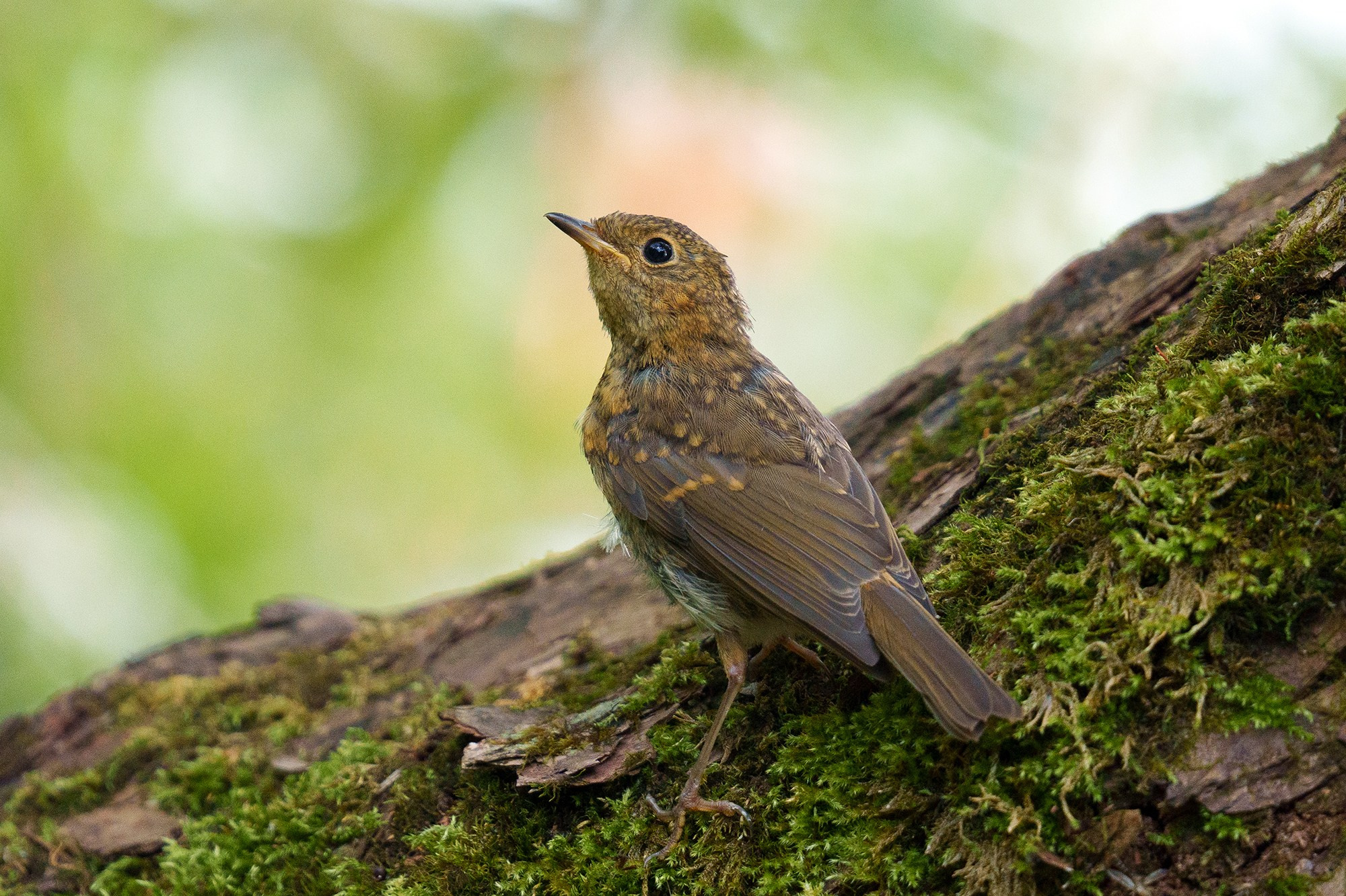 Удивительные мир птиц. Вокруг нас столько прекрасного — присмотритесь!. Ваш личный фотограф Марина Волкова