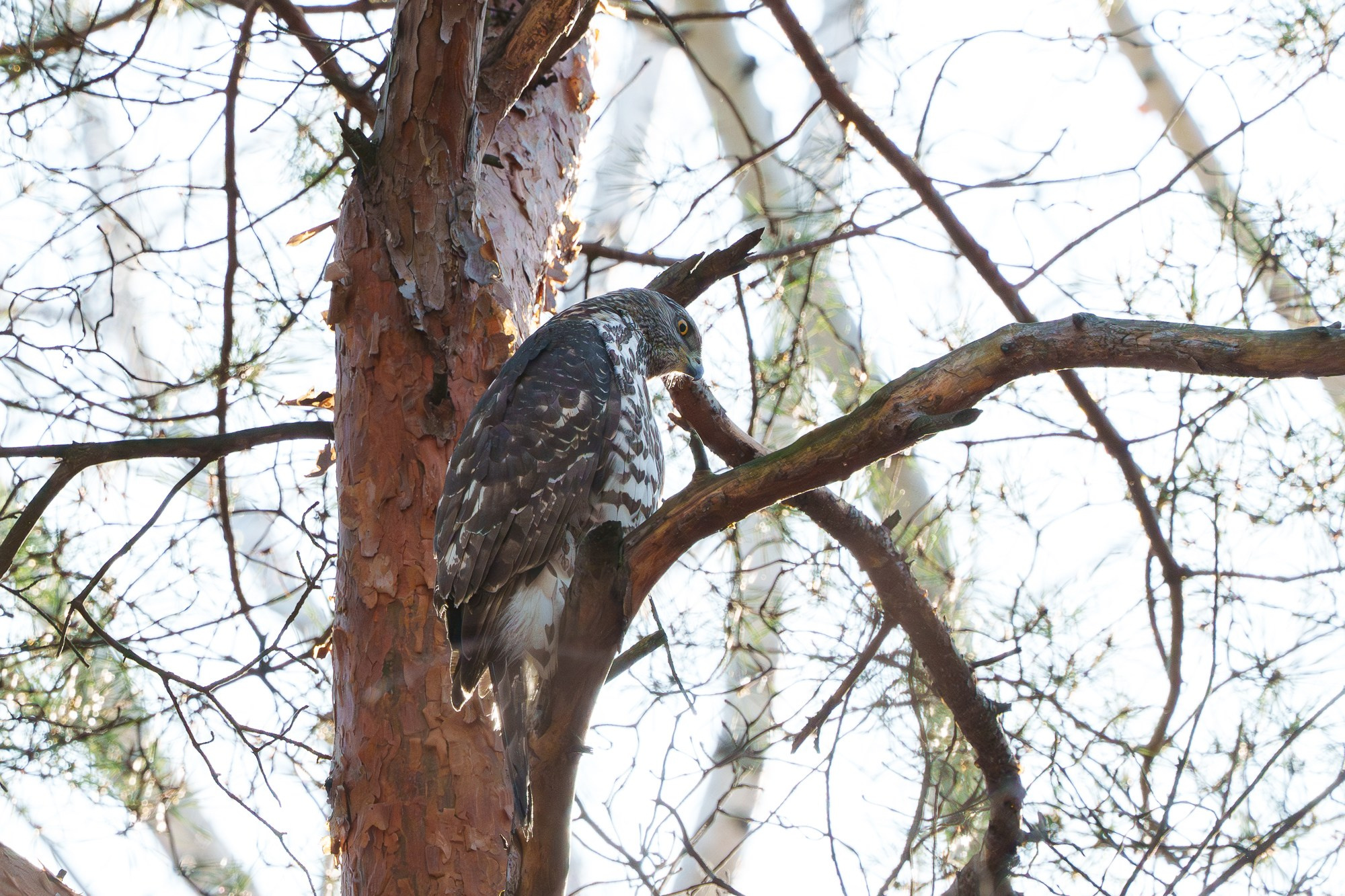Удивительные мир птиц. Вокруг нас столько прекрасного — присмотритесь!. Ваш личный фотограф Марина Волкова