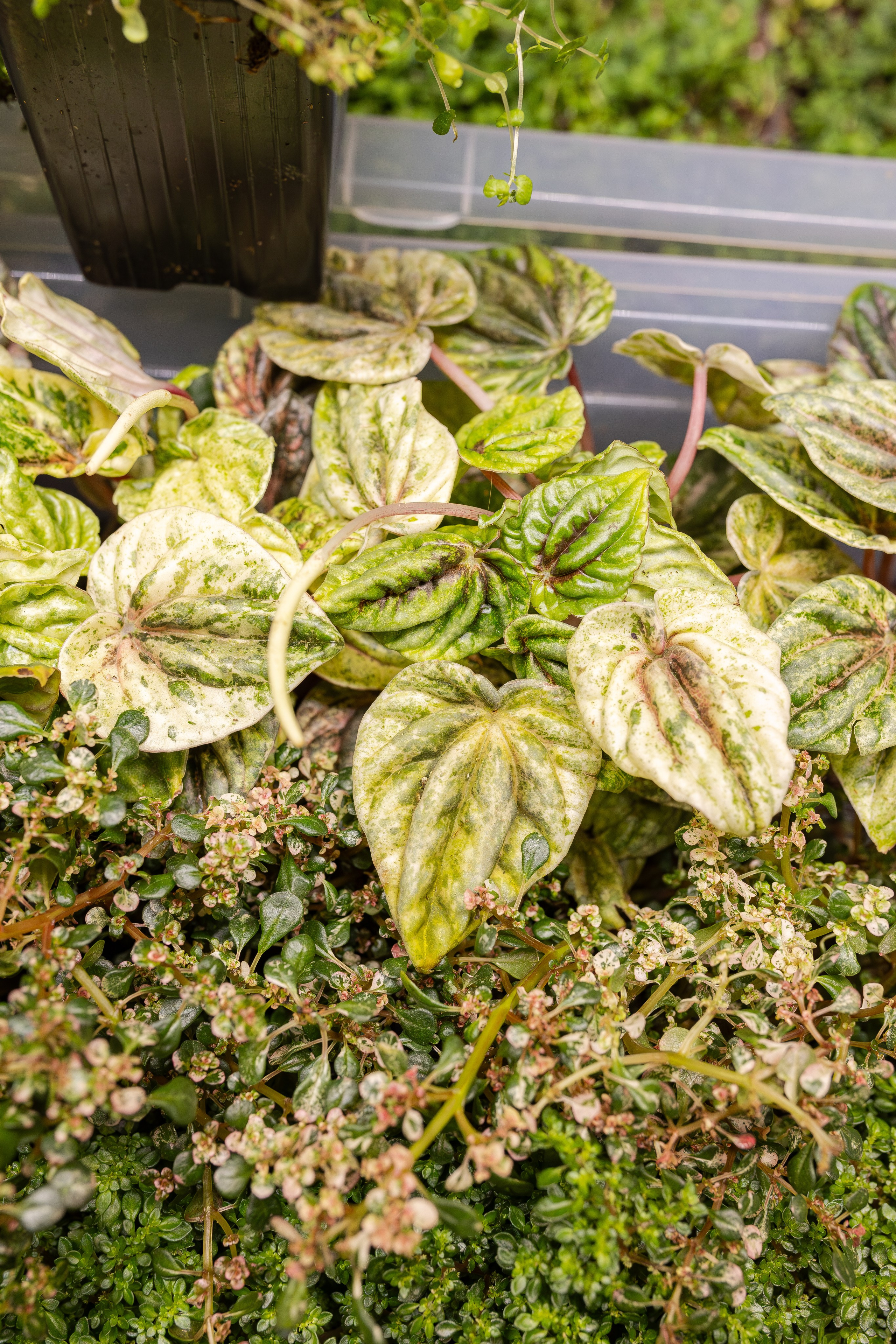 Монстериум апрель 2026. Александра Куликова фотограф, Москва