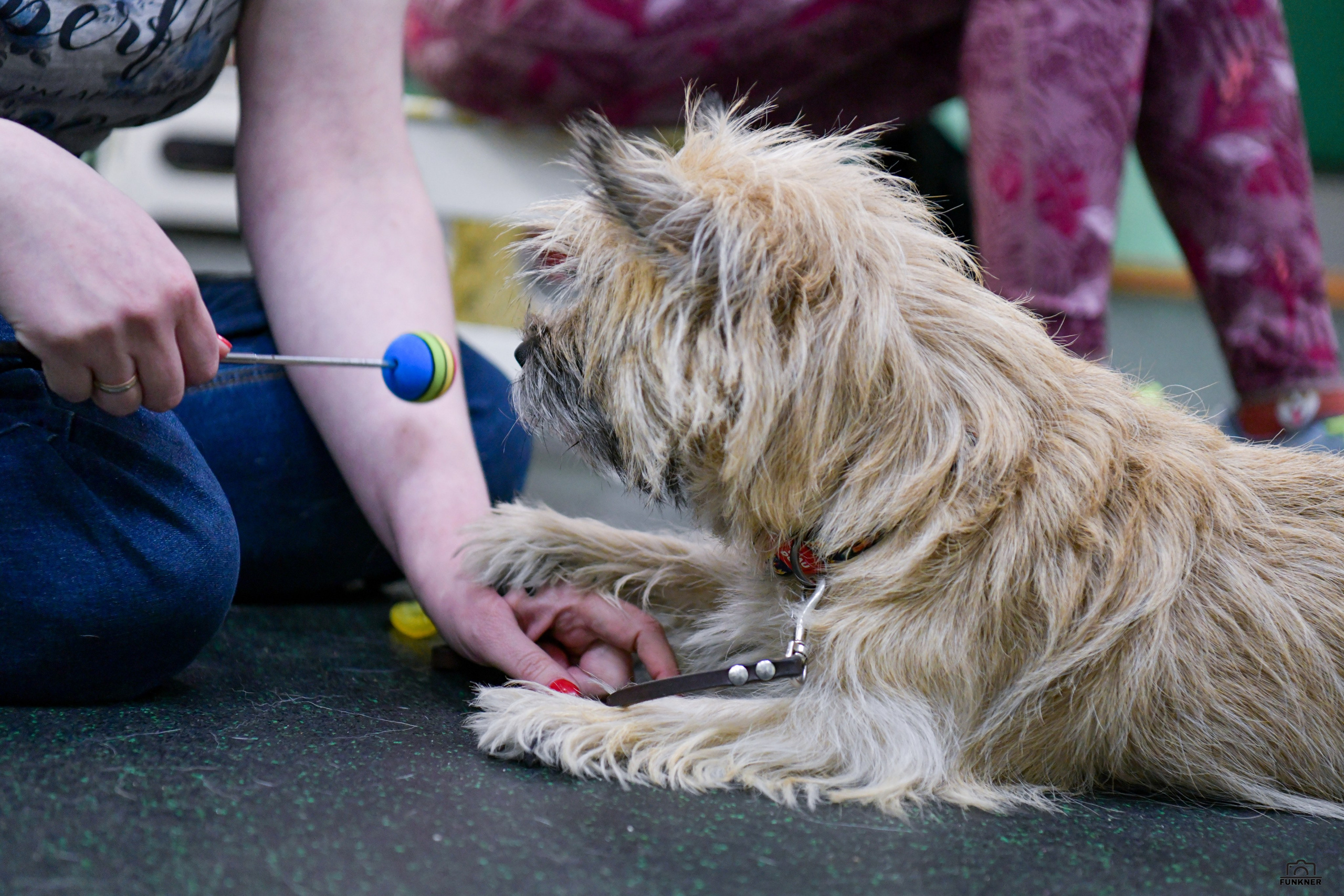 Кинологический клуб «Бодрый хвост». Свой взгляд через объектив