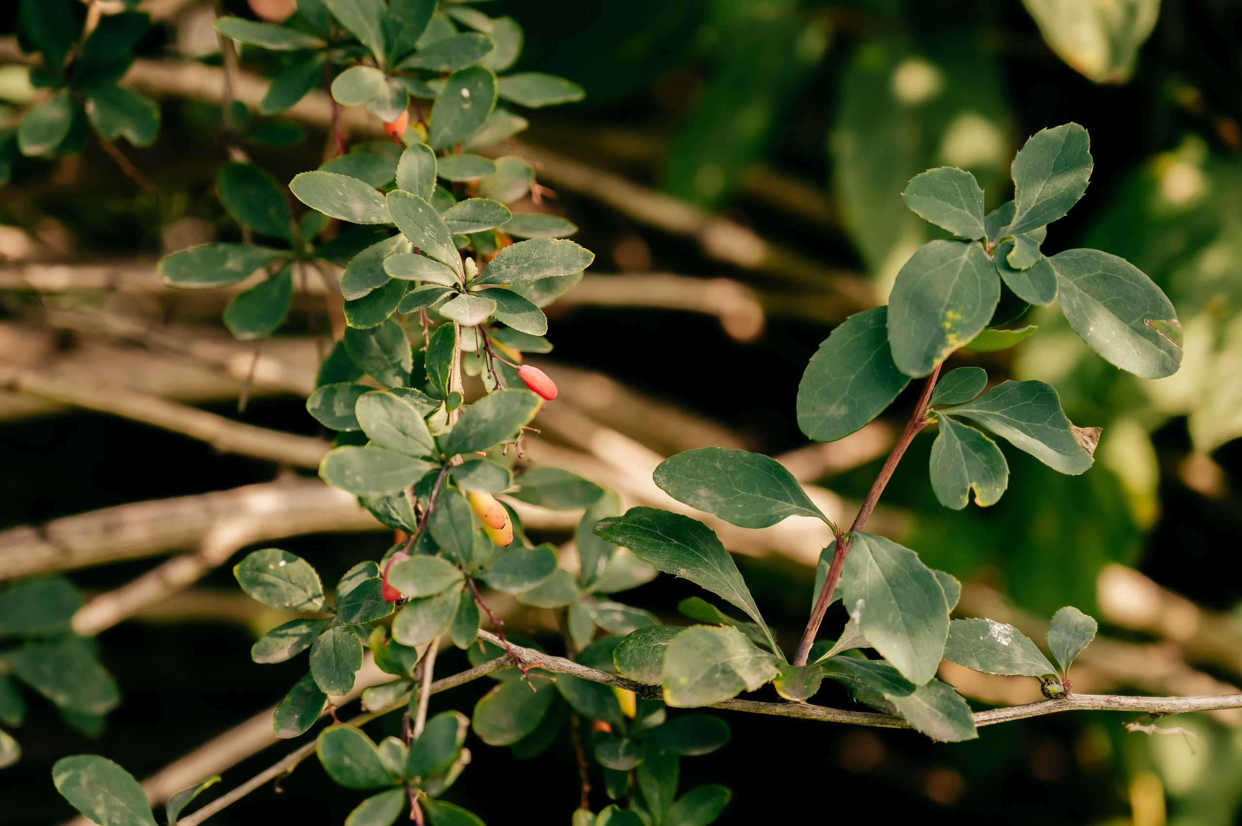 День Шахтёра в Парке Чудес 30.08.2025. Детский фотограф, семейный фотограф и репортажи в Кемерово