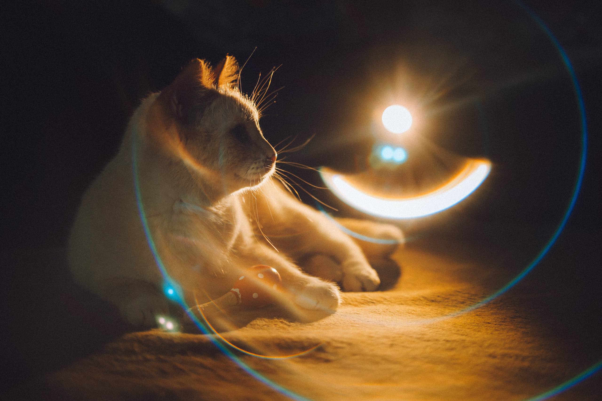 Топик и его семья