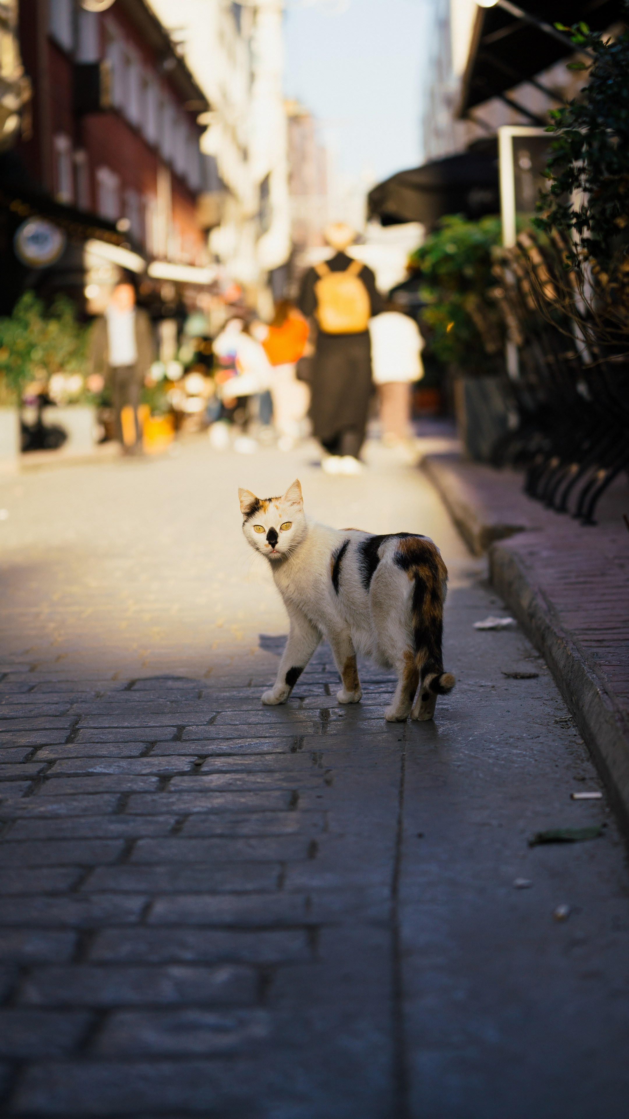 Кошки. Фотографии Дмитрия Захаренко