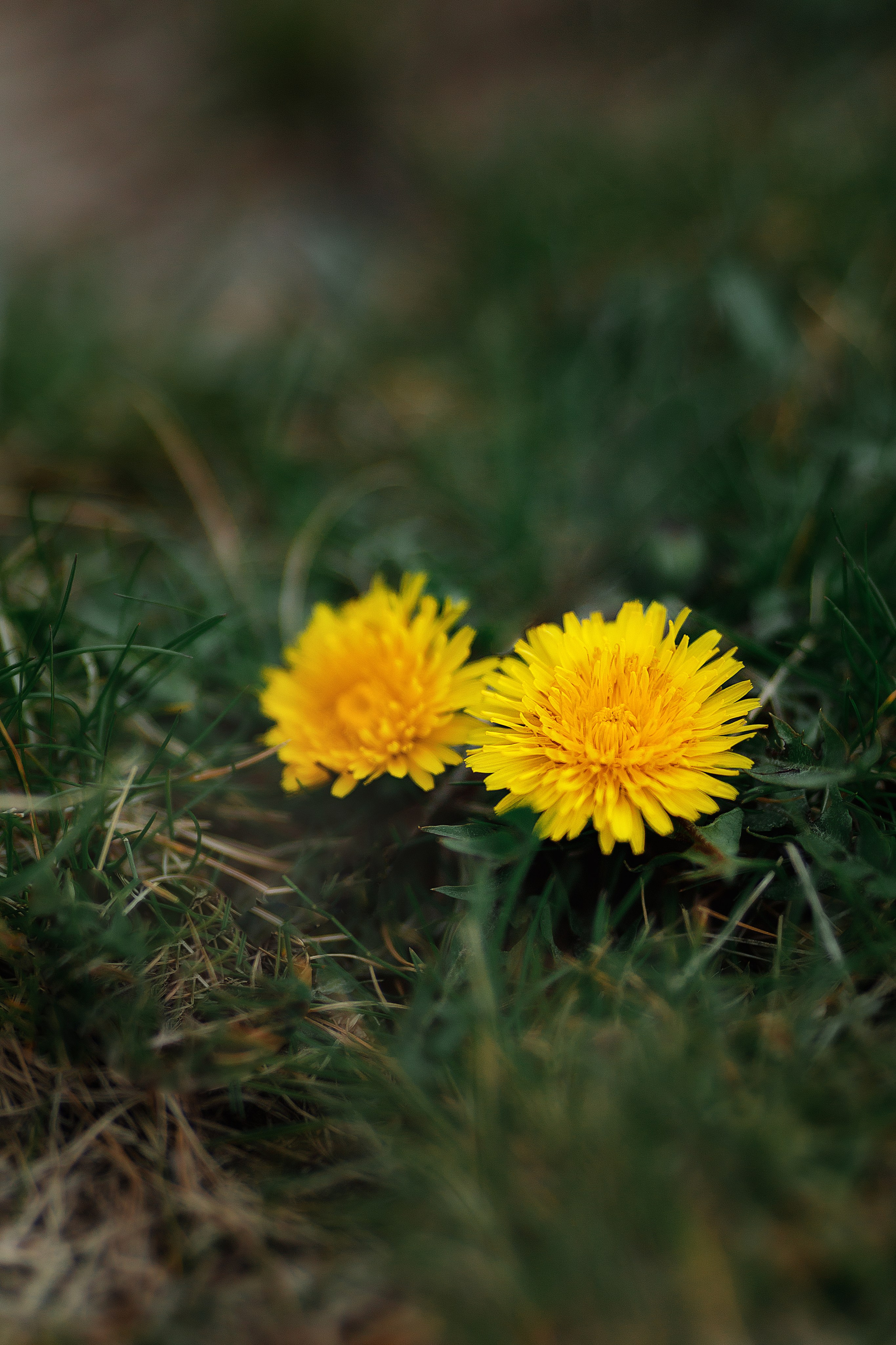 Проект «366»|2024|Фото каждый день. LENA GRACE photographer ||ЛЕНА ГРЭЙС фотограф