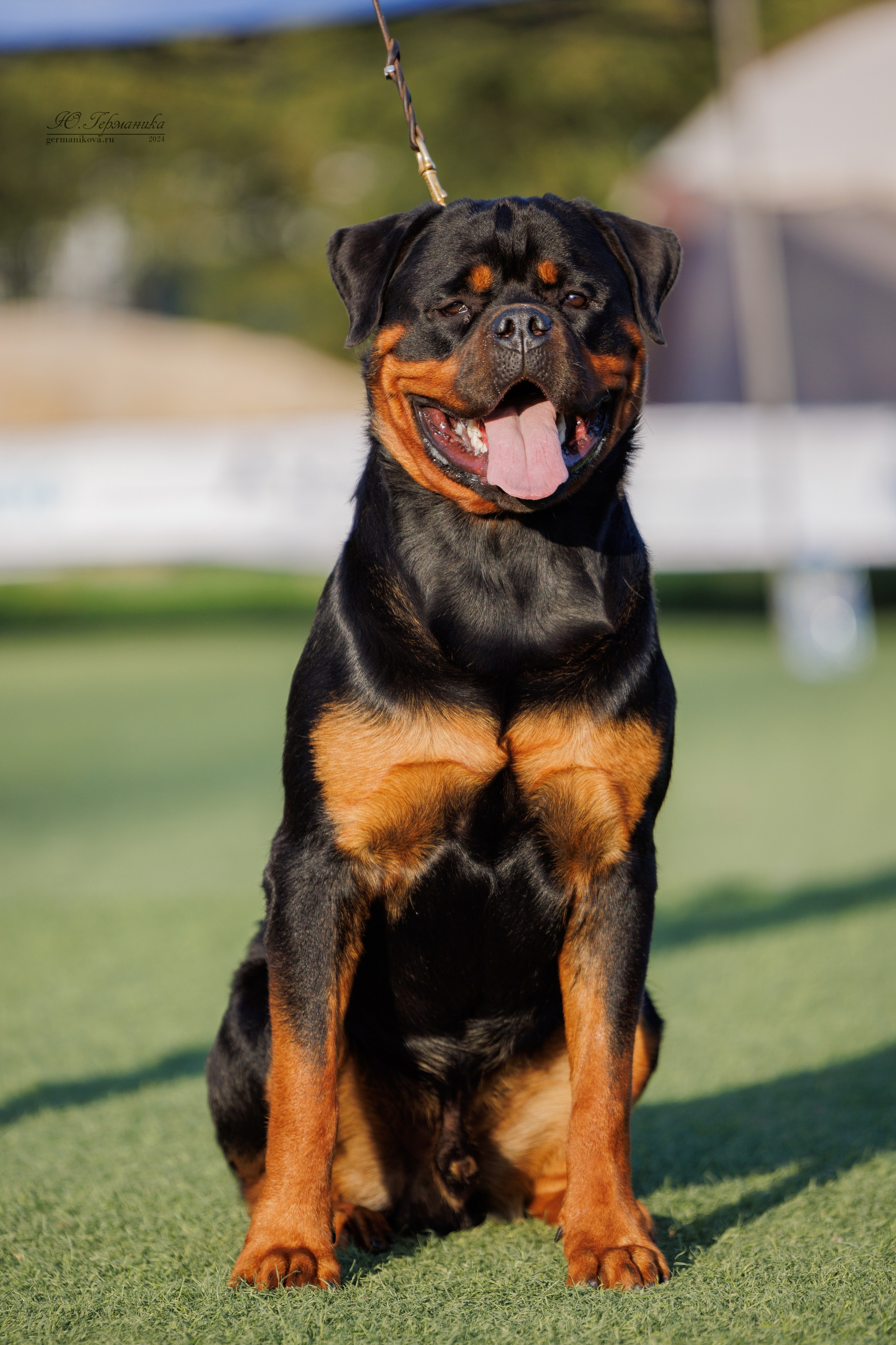 Анапа ротвейлеры 14-15.09.2024. Фотограф-анималист Юлия Германика