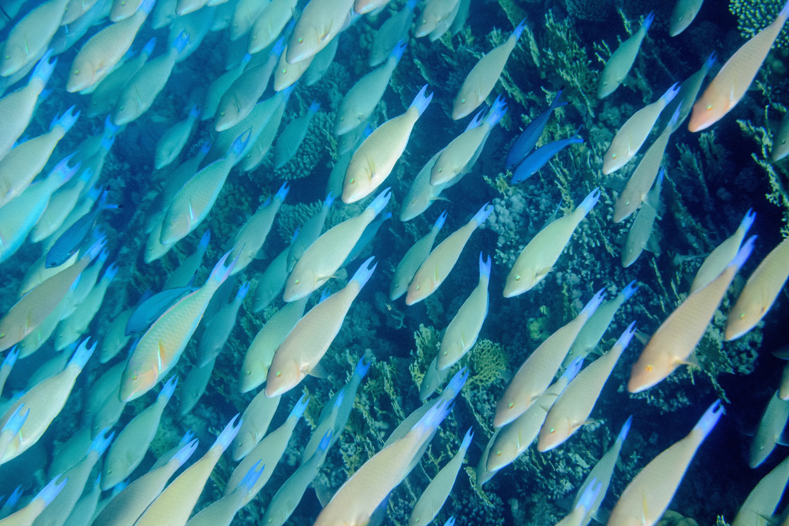 Море. Фотограф в Санкт-Петербурге Ибрагимова Алина