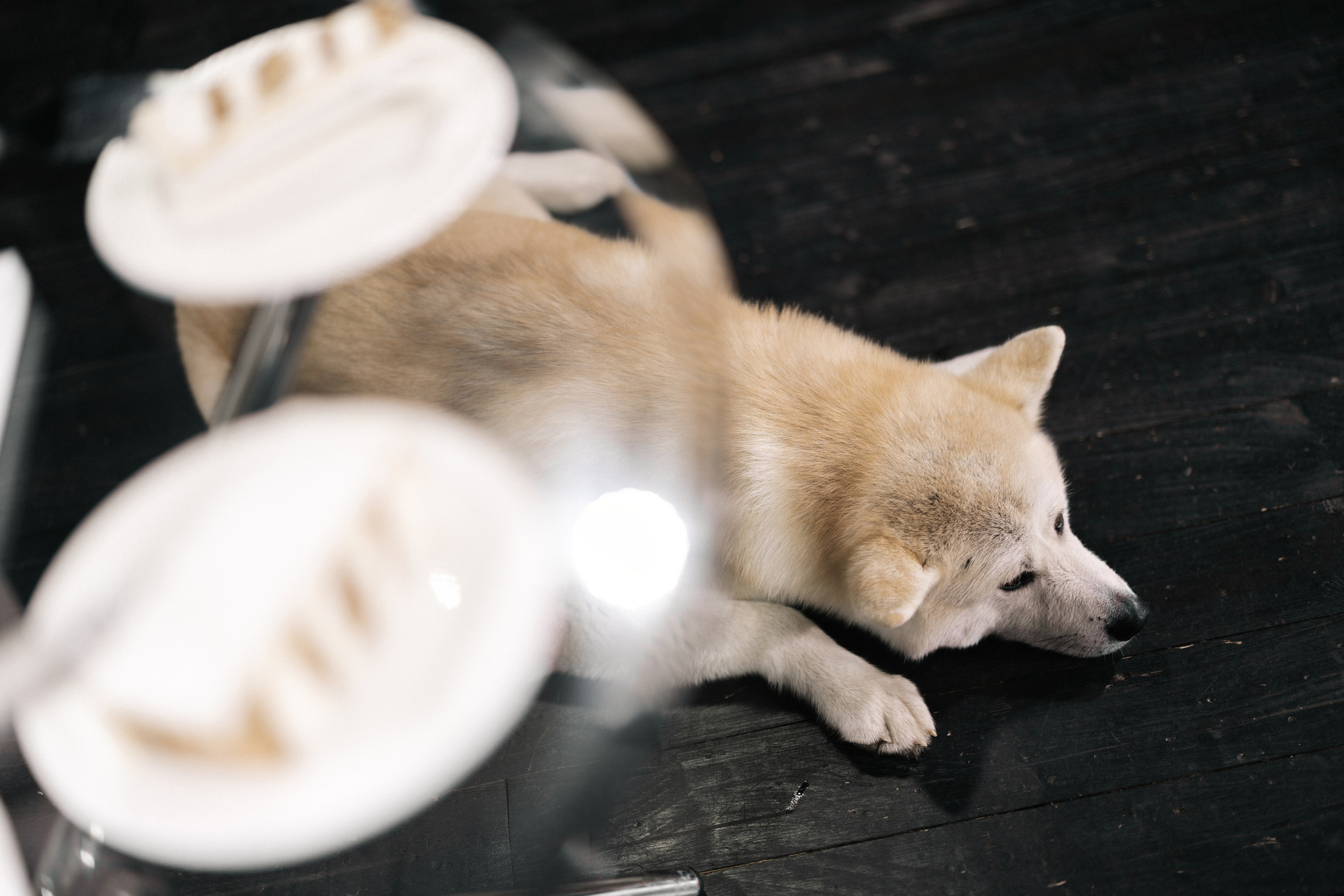 Дарья и Никита. Свадебный фотограф Москва Мотеюнайте Виктория