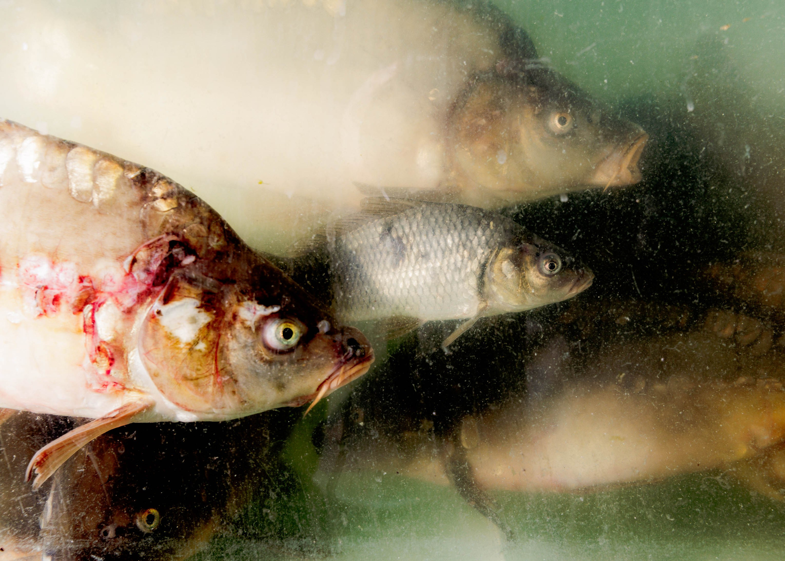 Фуд Сити - Репортаж для Т-Ж