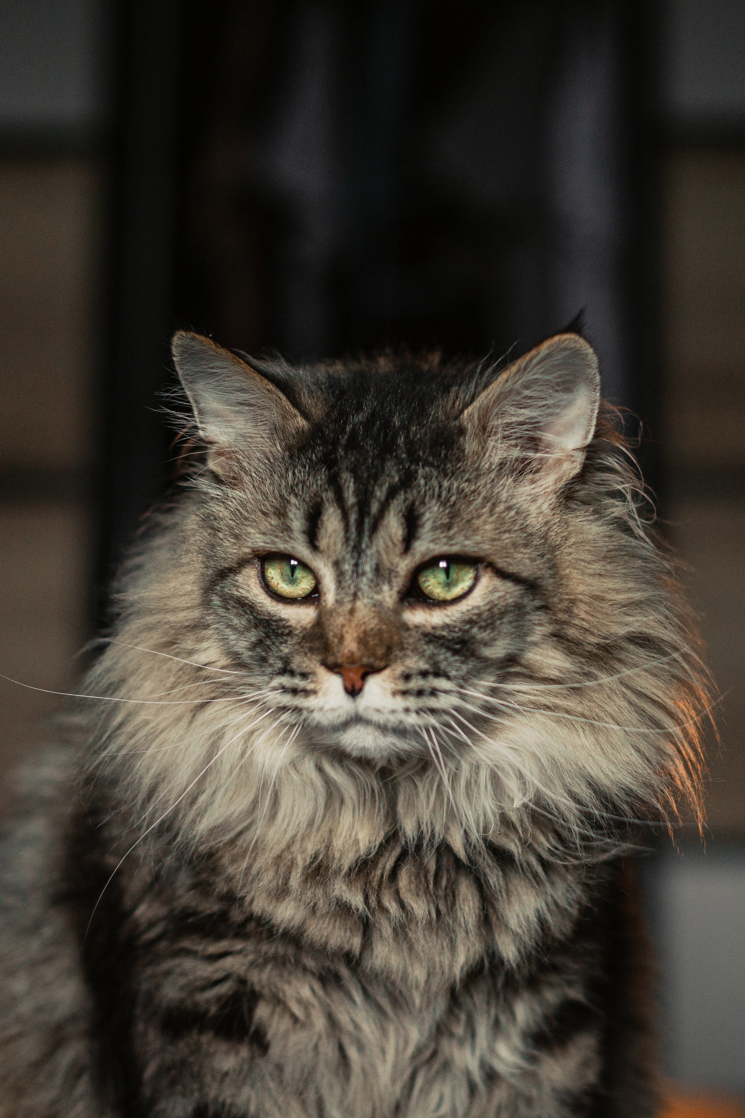 Домашняя фотосессия кота. Фотограф-анималист Татьяна Степанова