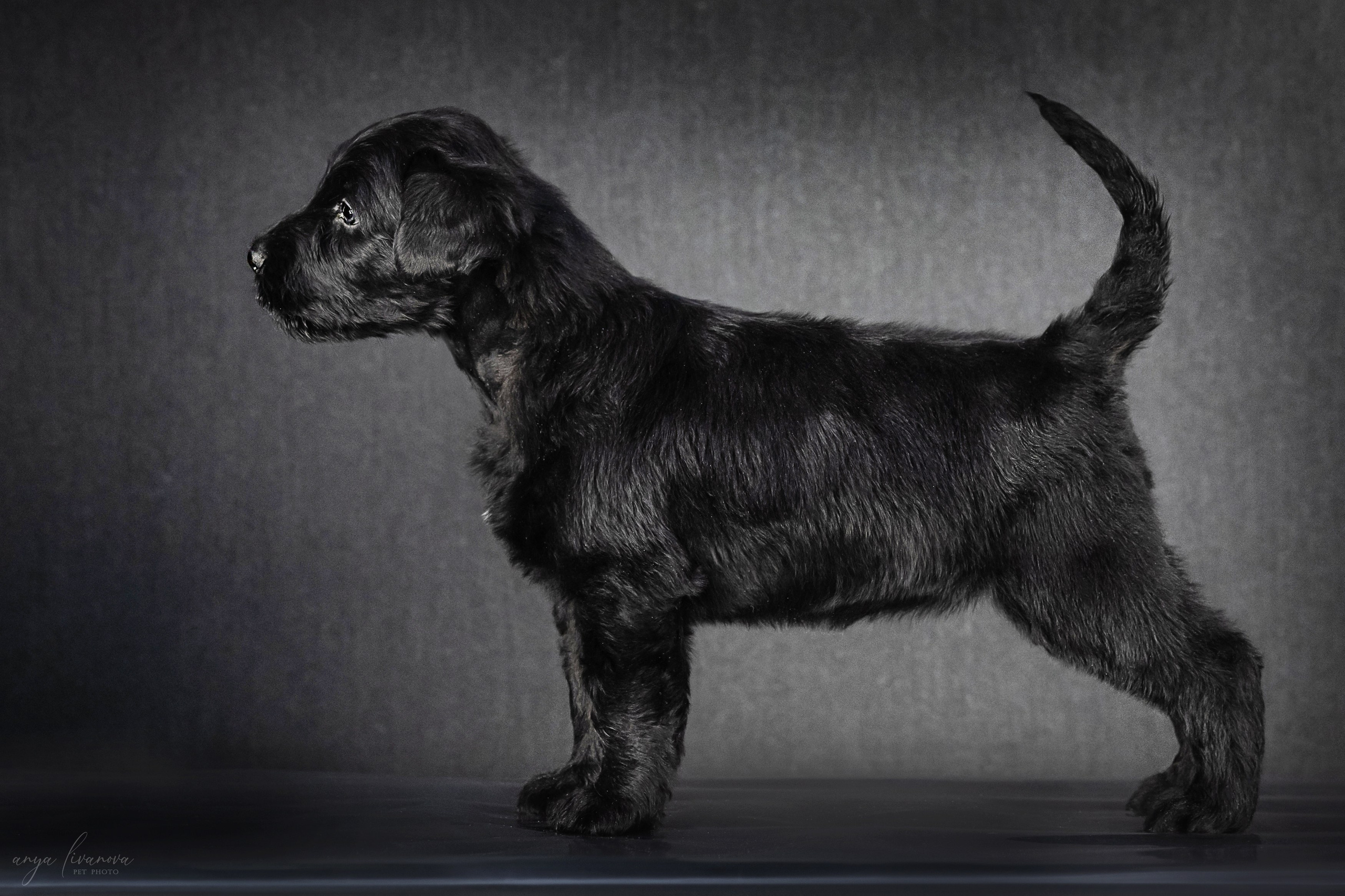 РЧТ. Фотограф анималист Аня Ливанова | Рыбинск