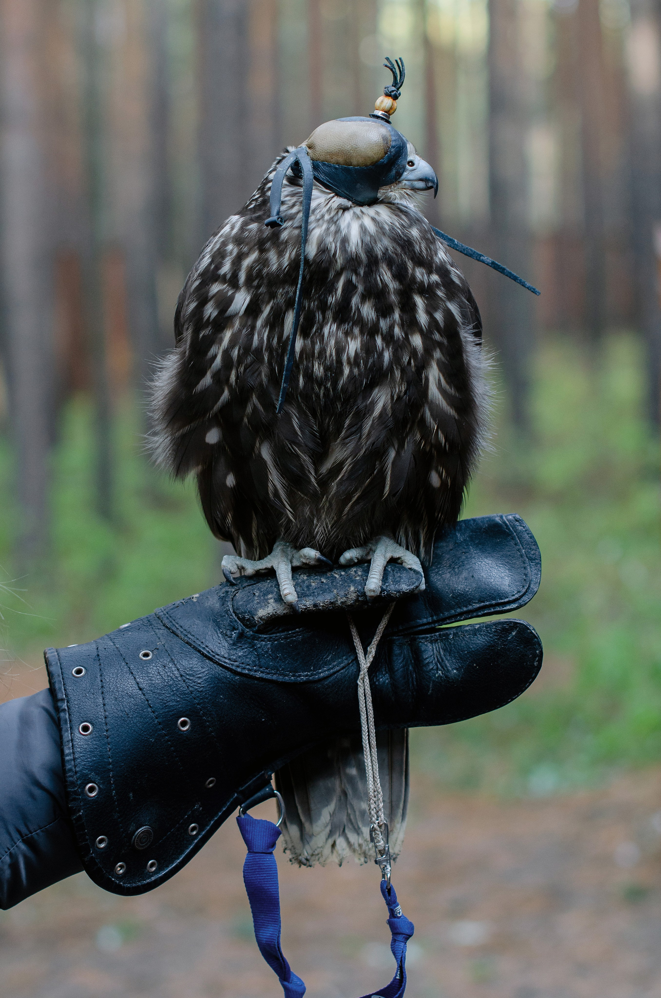 Животные. Фото, видео, монтаж