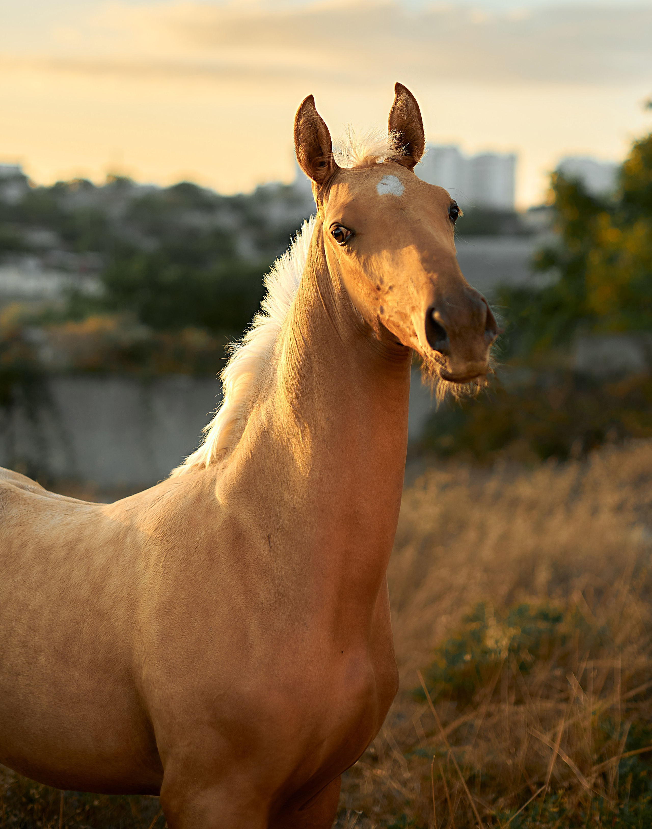 Чако-Эль. Фотограф в Севастополе